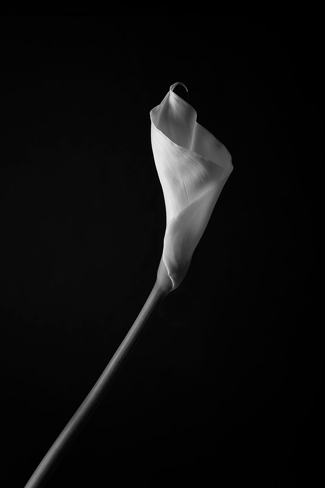 Slender is the lilly.jpg