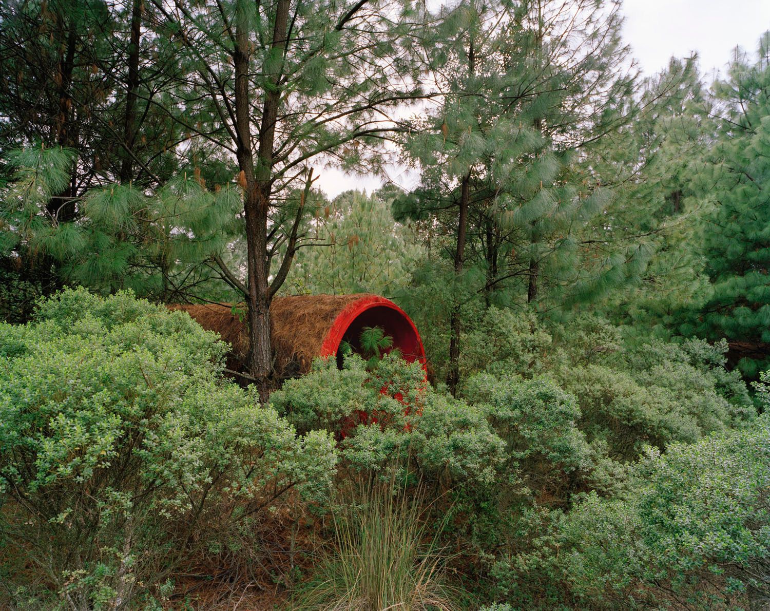 Forest Red, 2012-13.jpg