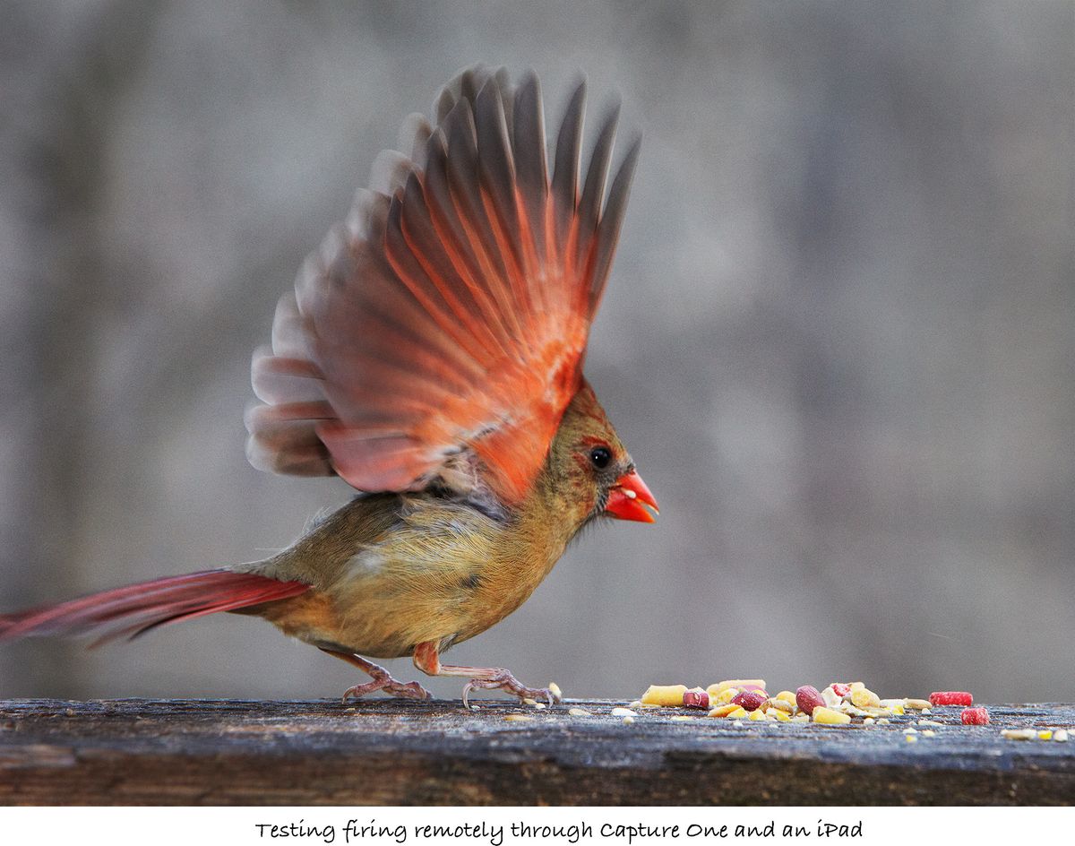 BEK_BIRDS_CANON_8116_SOZ.jpg