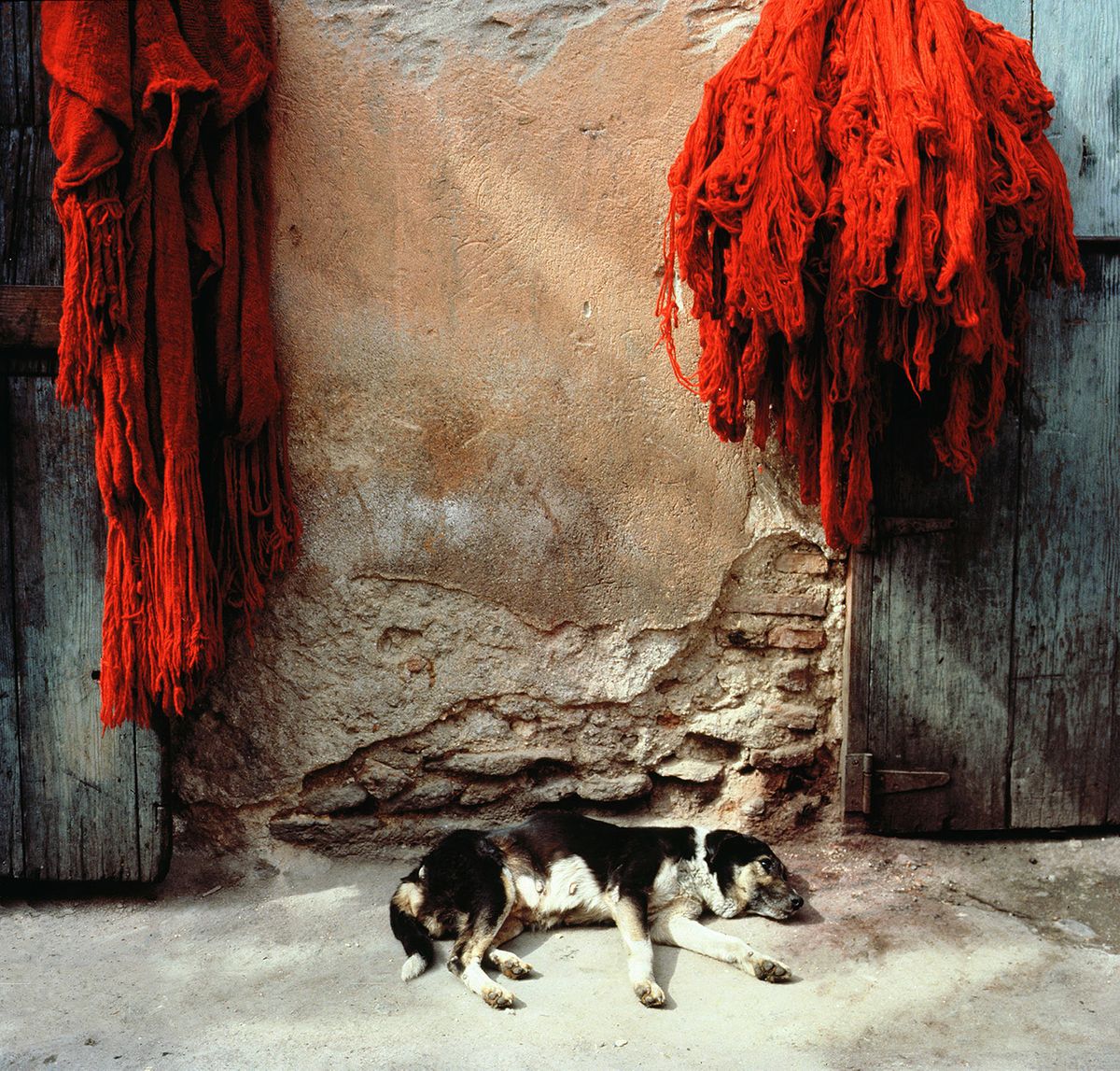 MOROCCO DOG_SMALLER.jpg