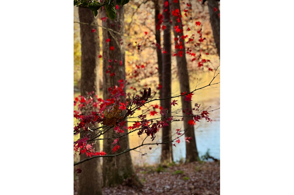 RED LEAVES C.jpg