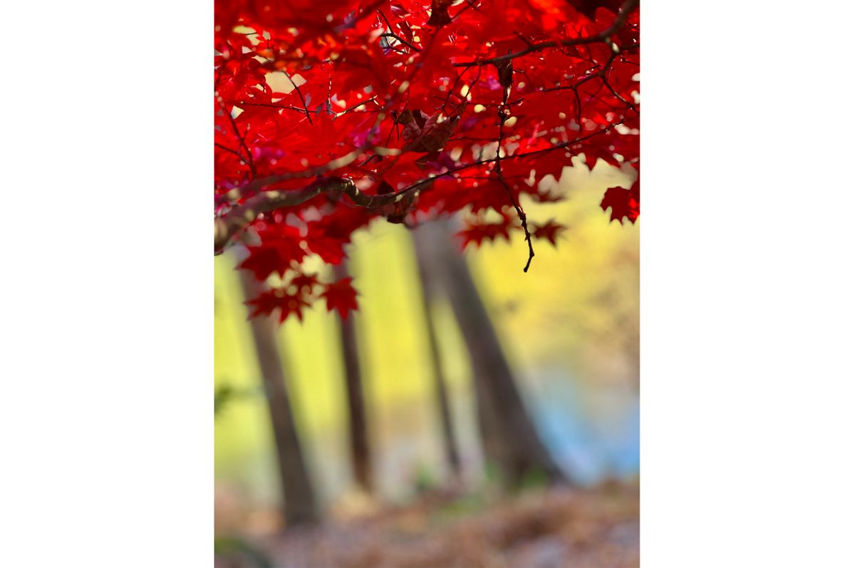RED LEAVES B.jpg