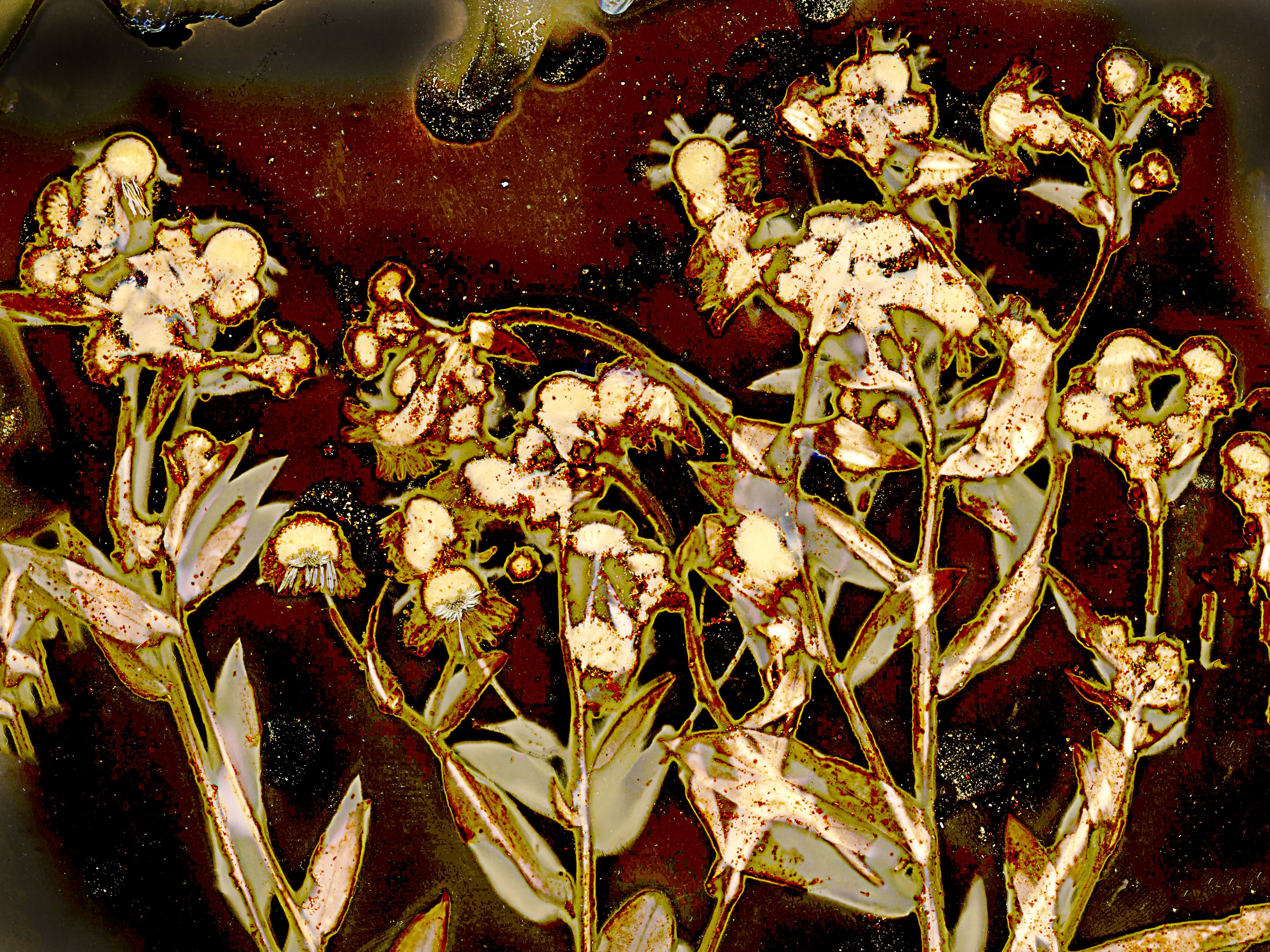 Lumen image with black point adjustment.  Sun exposed flowers with paprika, cinnamon, and salt on photo paper. Lumen Manor 28