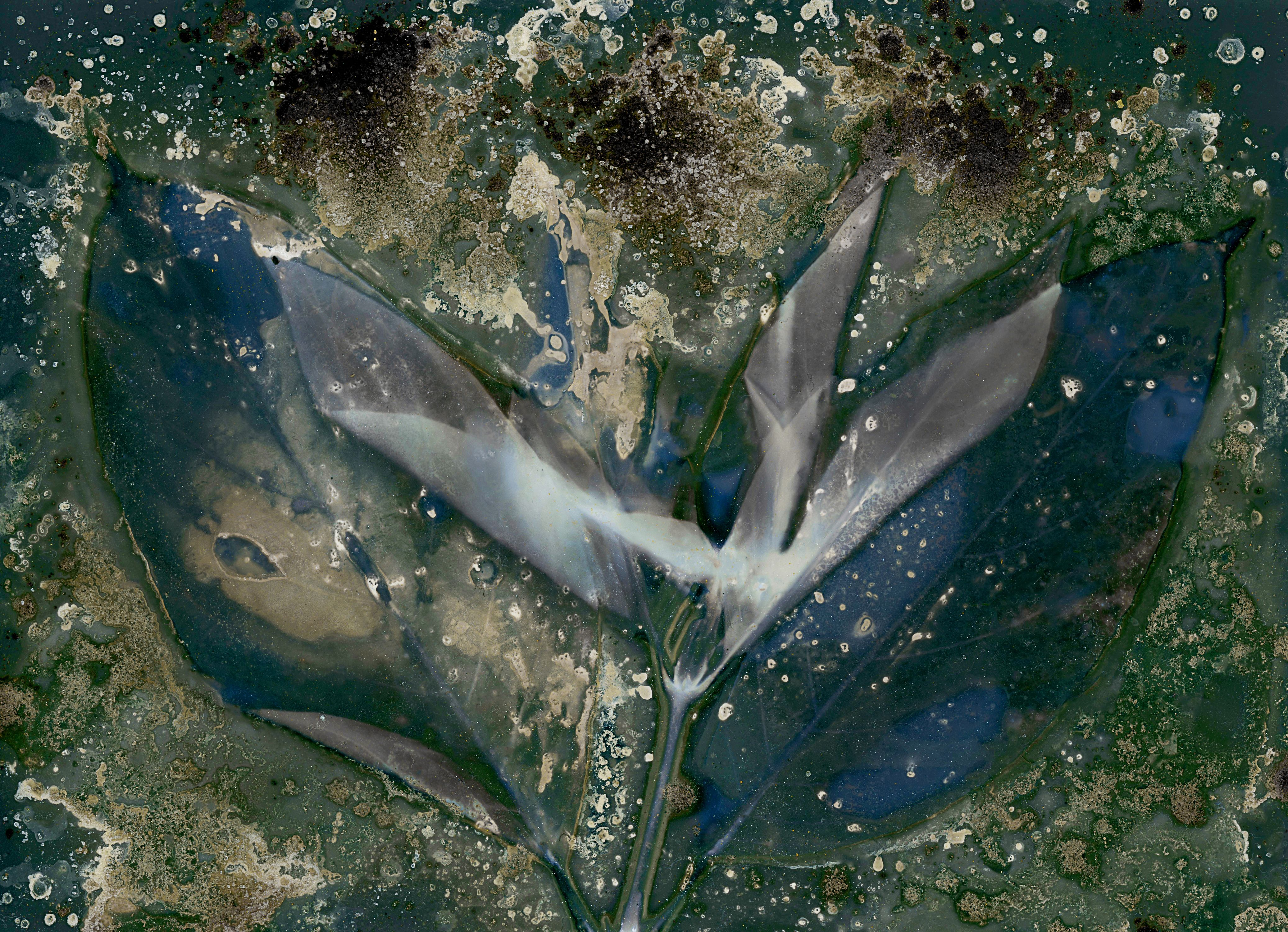 •	Lily with Salt, Matcha, Kelp and Spirulina on Black and White Photo Paper and printed on Aluminum •	Fossil Poetry: Lowcountry Lumens II, Kingsland, Georgia