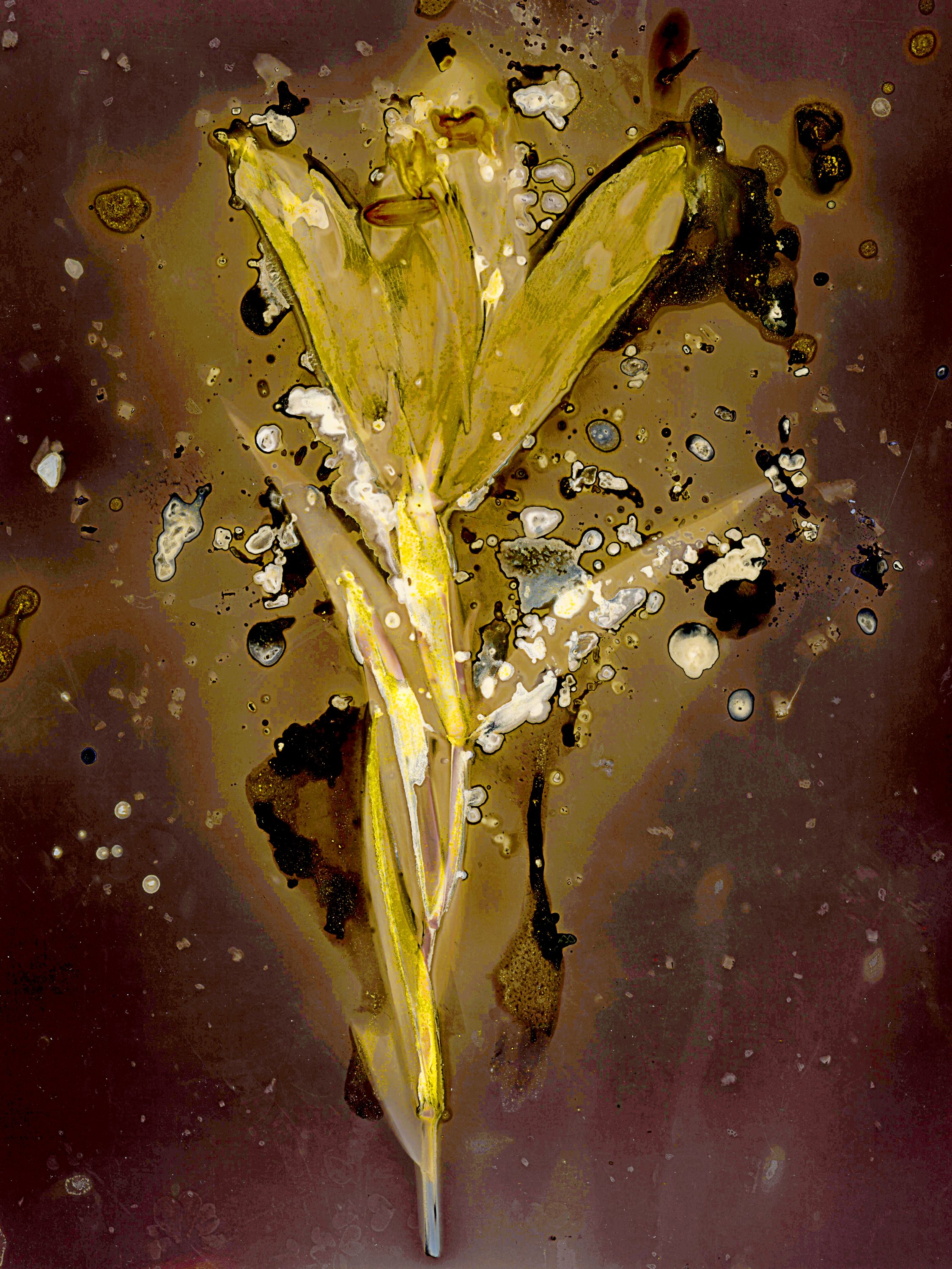 Lumen image with black point adjustment.  Sun exposed flower with turmeric, cinnamon, saffron, and salt on photo paper. Lumen Manor 29