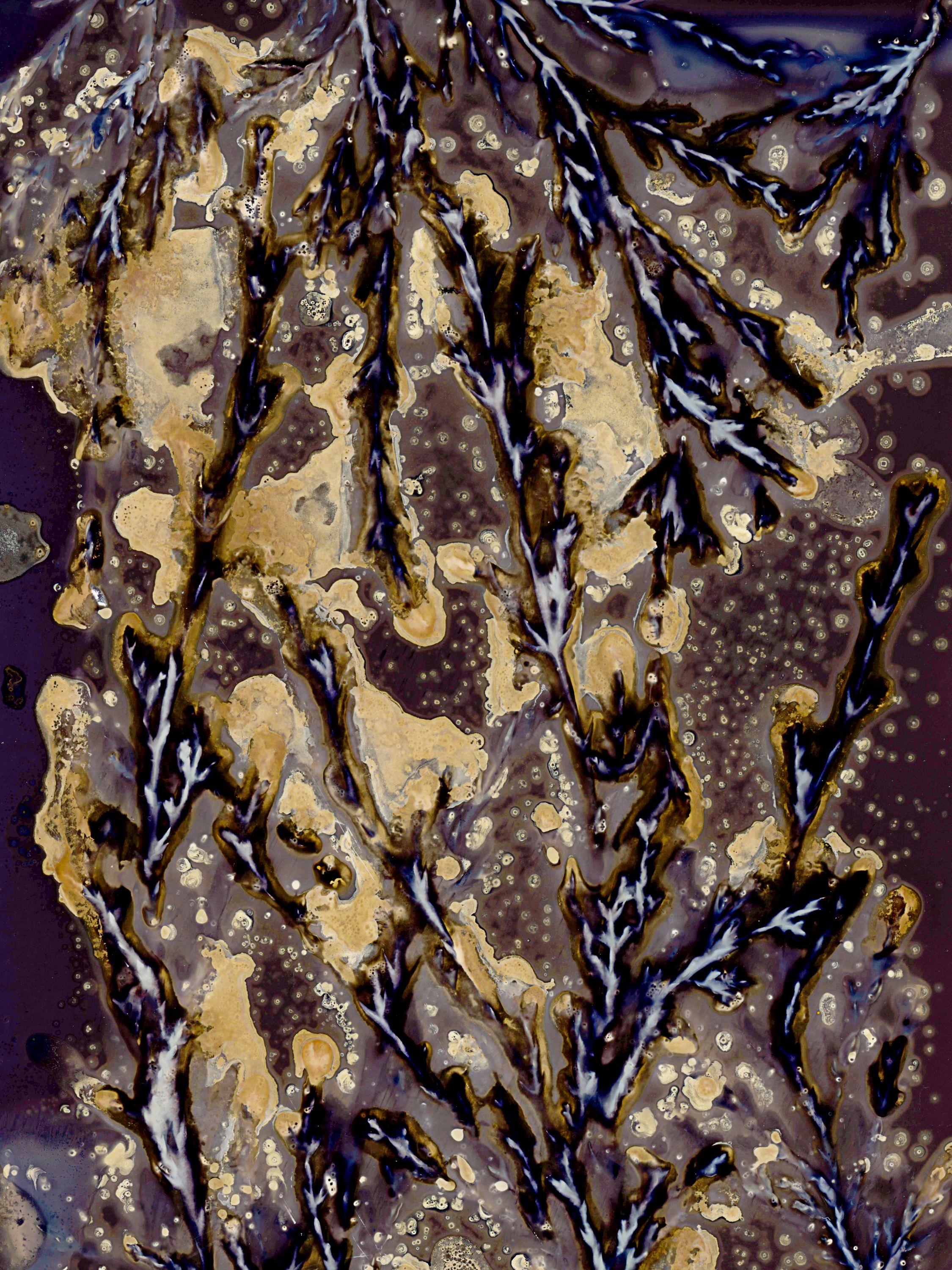 Lumen image with black point adjustment.  Sun exposed plants with turmeric and salt on photo paper. Lumen Manor 05