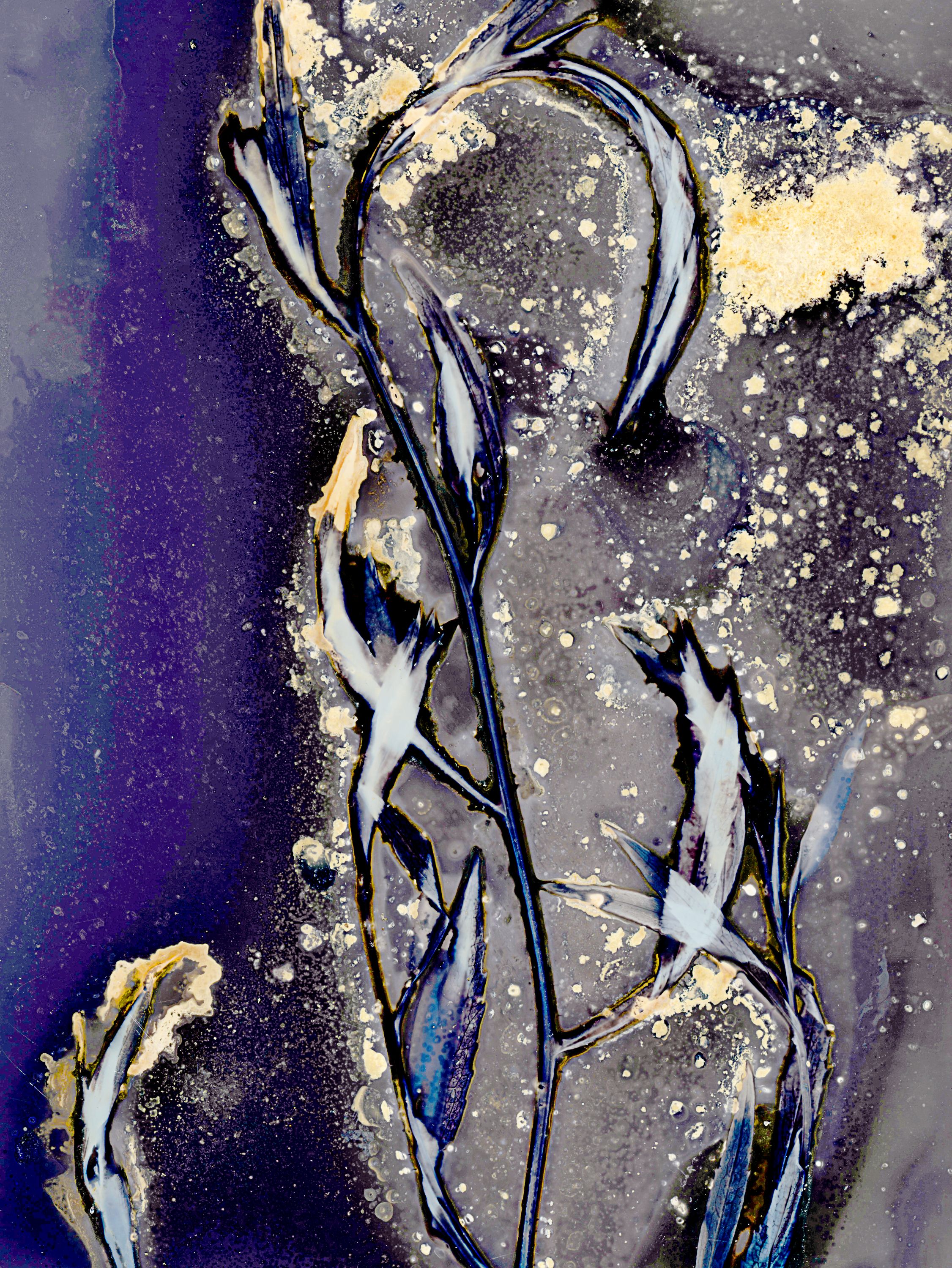 Lumen image with black point adjustment.  Sun exposed plants with spirulina and salt on photo paper. Lumen Manor 40