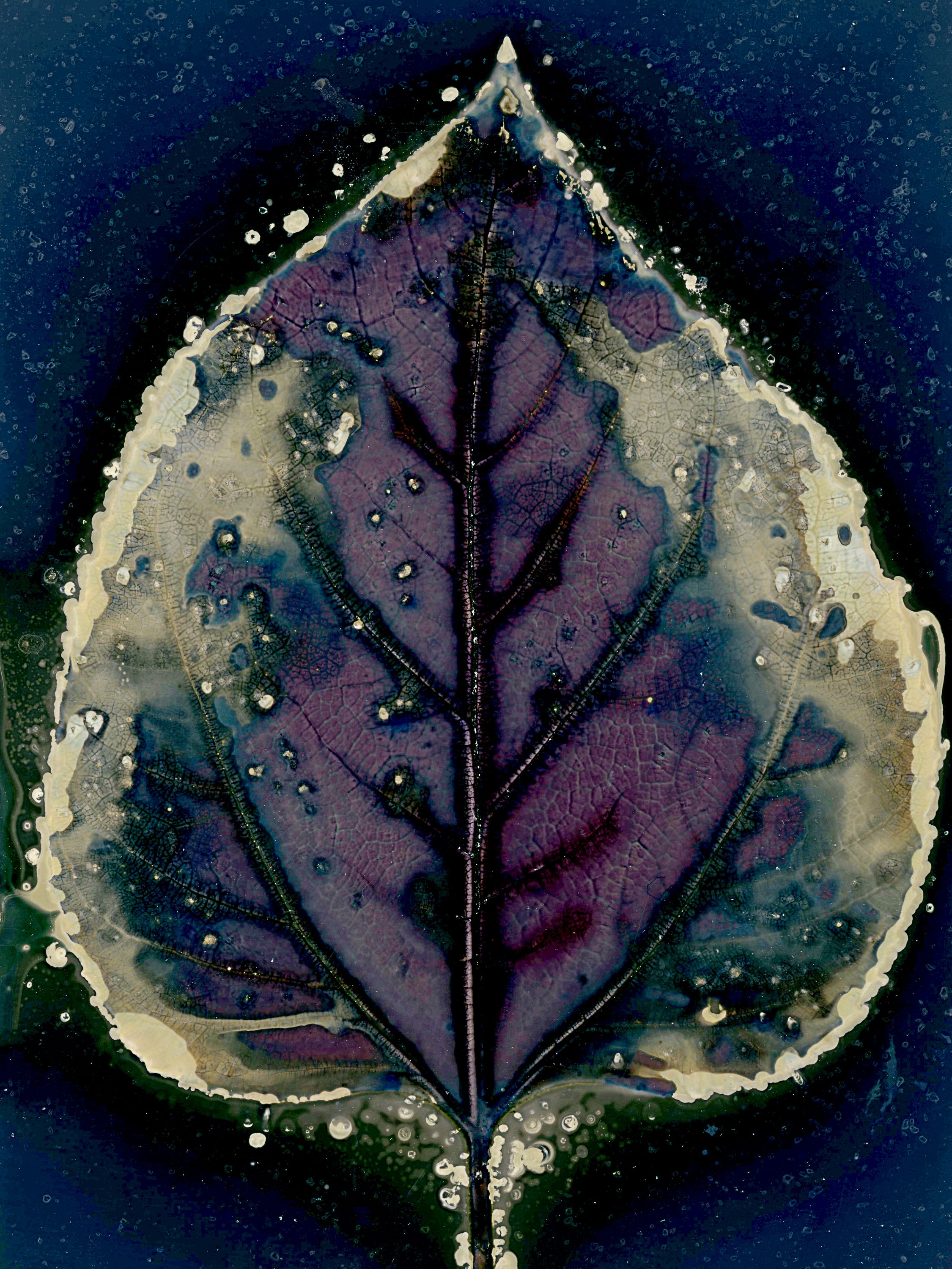 Lumen image with black point adjustment.  Sun exposed leaf with saffron and salt on photo paper. Lumen Manor 21