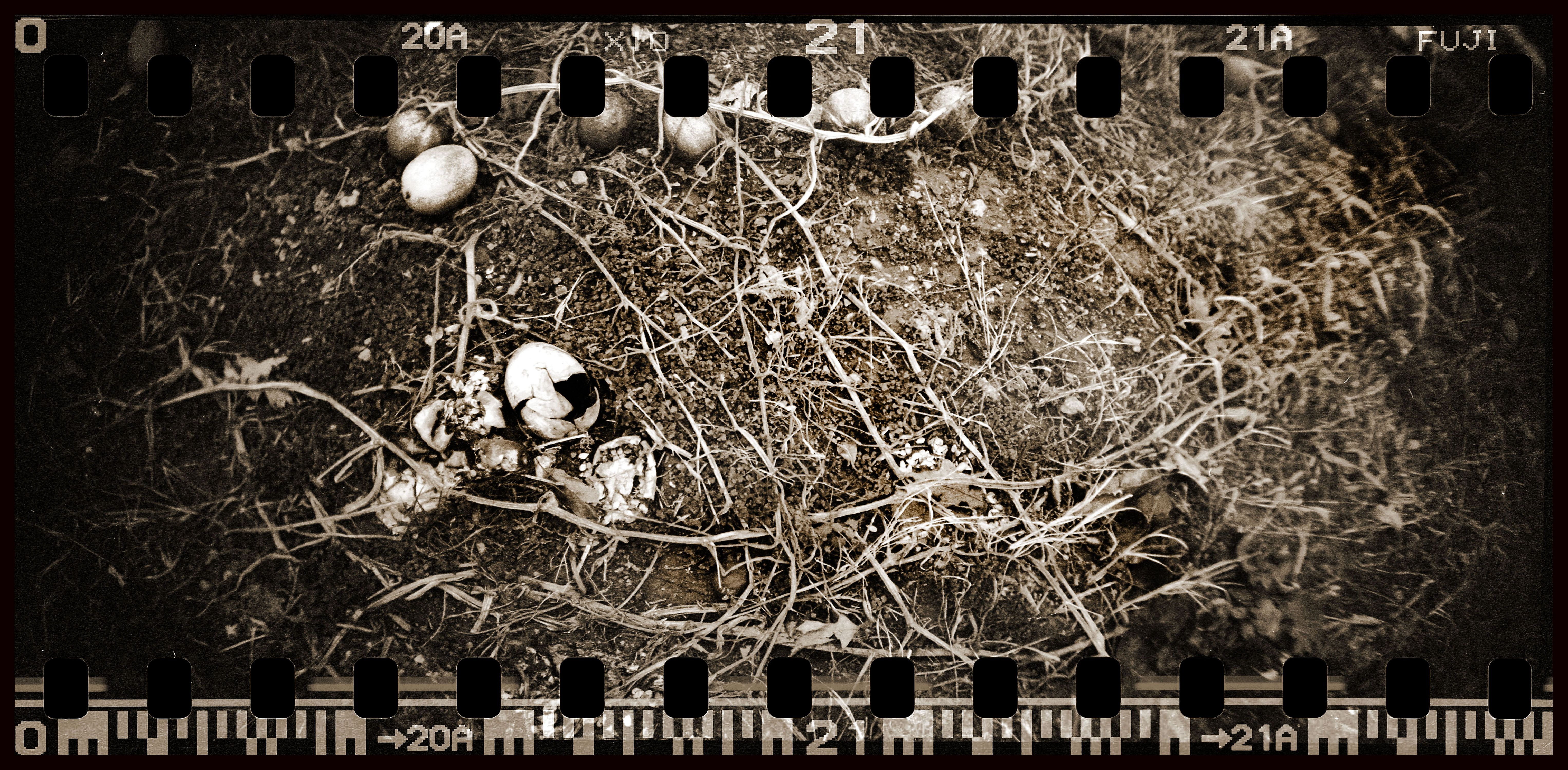 Community Garden Aftermath, Fort Wayne, IN Ghords, Fort Wayne, IN