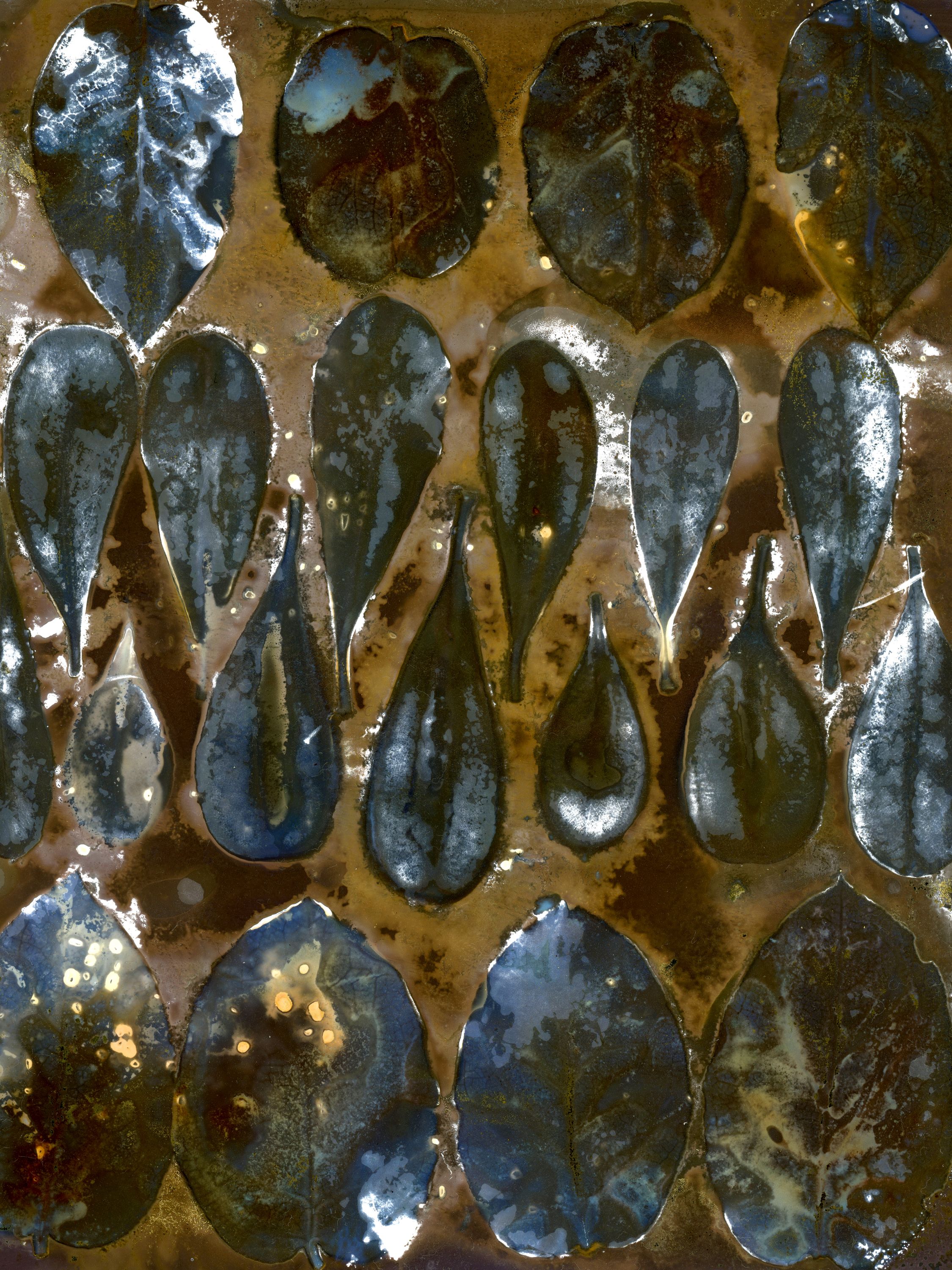 •	Fossil Poetry: South Porch Lumens, CLII, Summerville, South Carolina