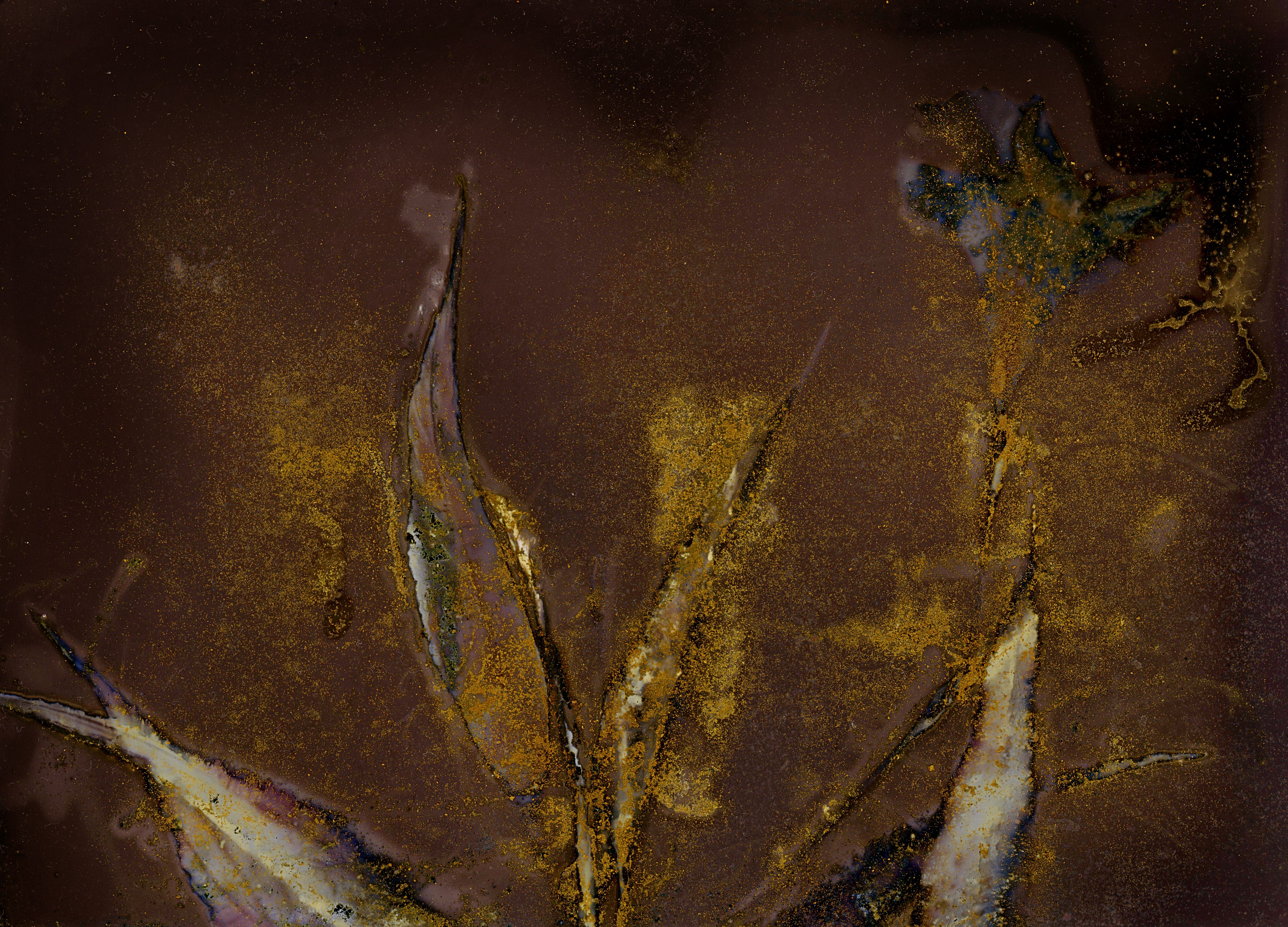 Lily with Beetroot and Turmeric  on Black and White Photo Paper and printed on Aluminum Fossil Poetry: Lowcountry Lumens XXI, Kingsland, Georgia