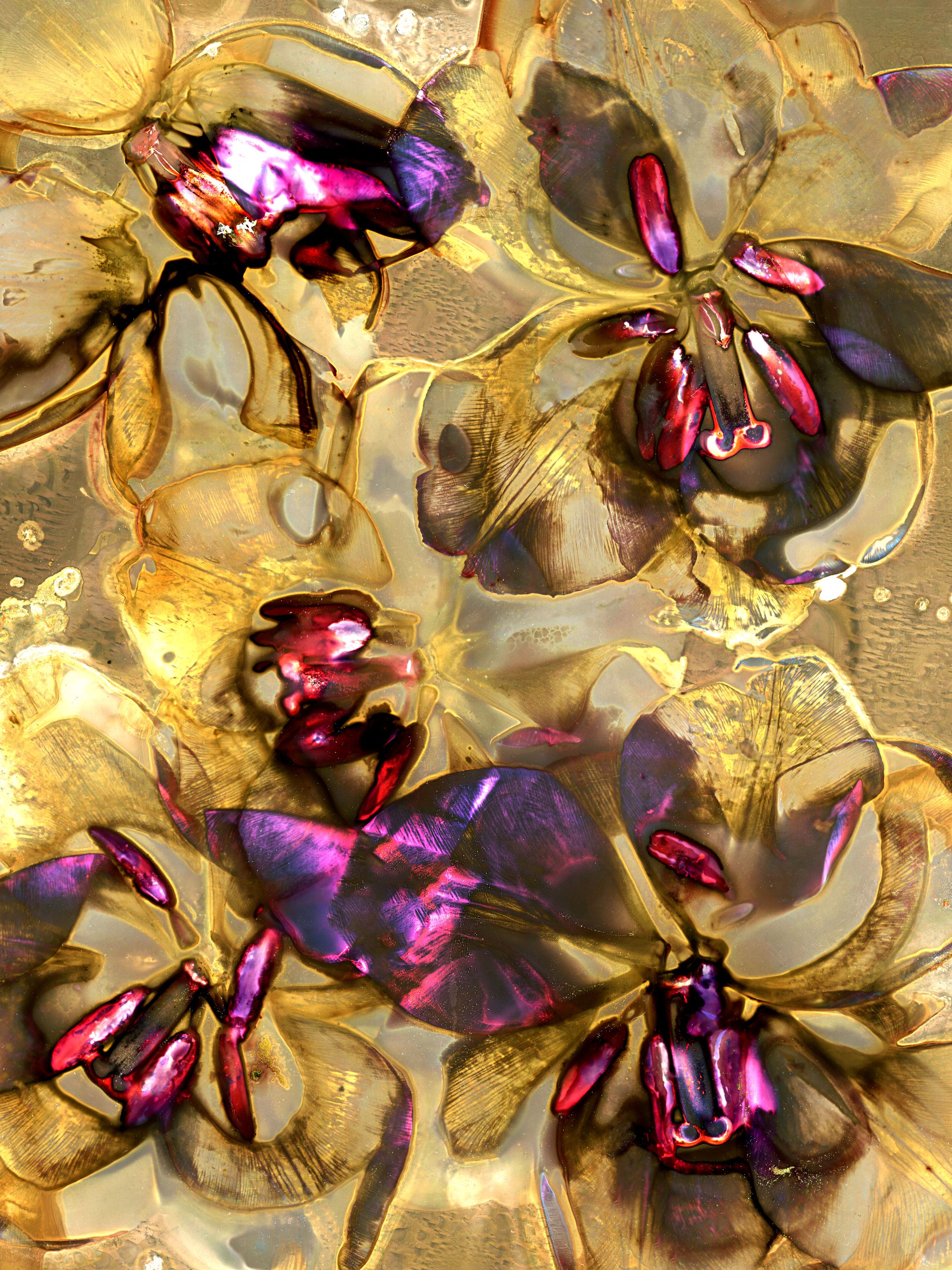 •	Fossil Poetry: South Porch Lumens, CLXVIII, Summerville, South Carolina