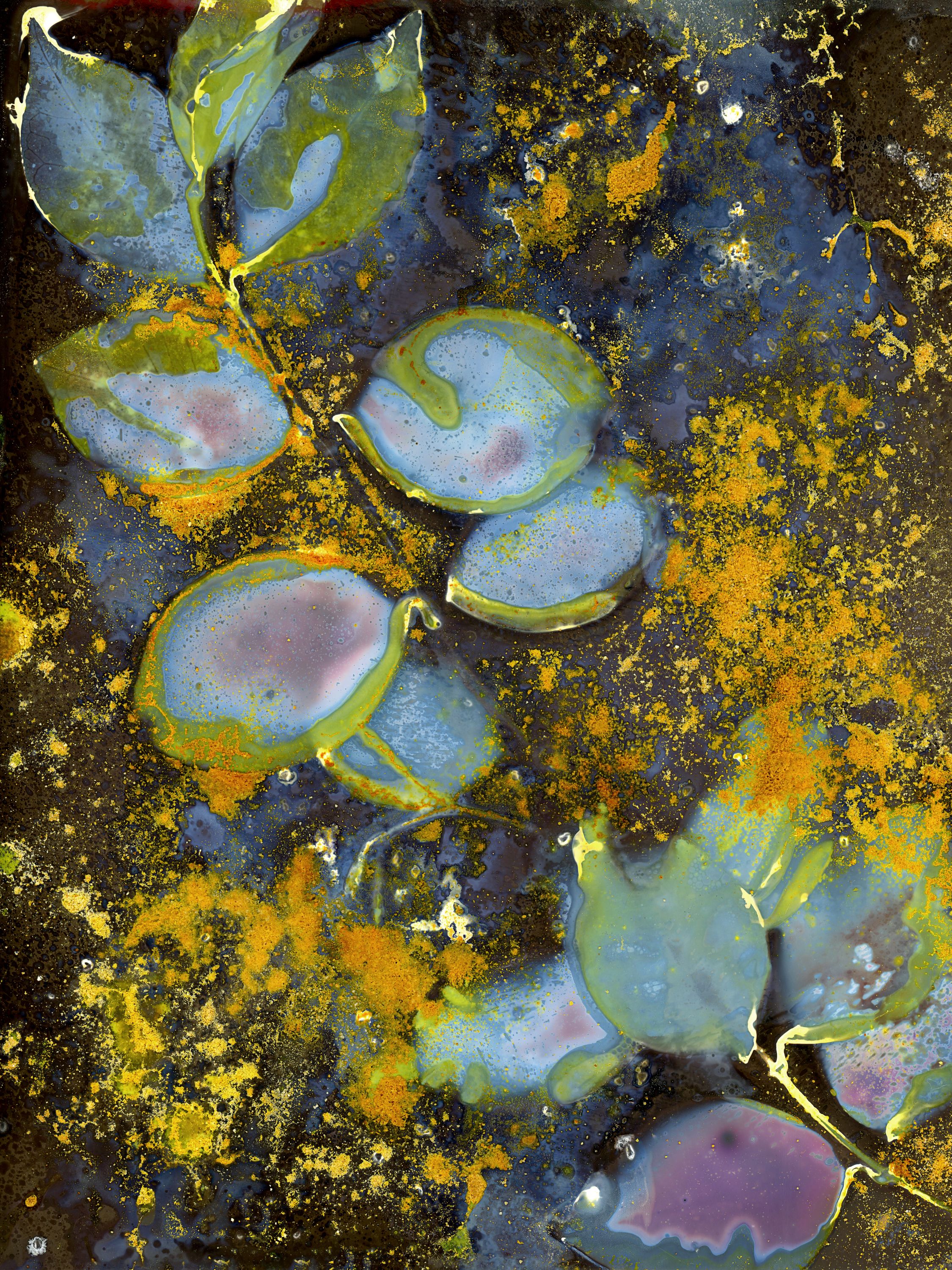 •	Fossil Poetry: South Porch Lumens CXVI, Summerville, South Carolina