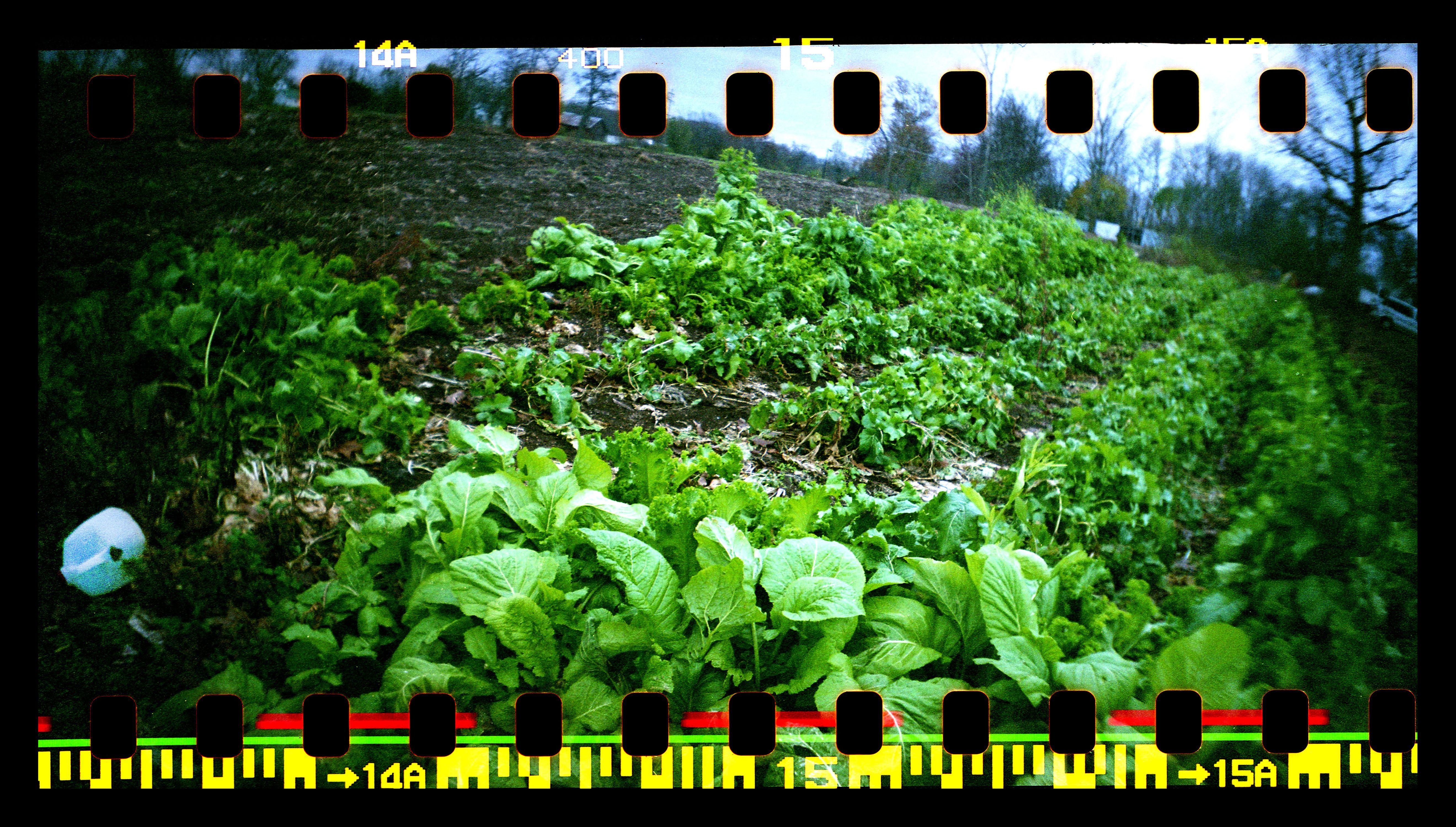 Community Gardens off Ardmore Road, Fort Wayne, IN Garden Greens, Fort Wayne, IN