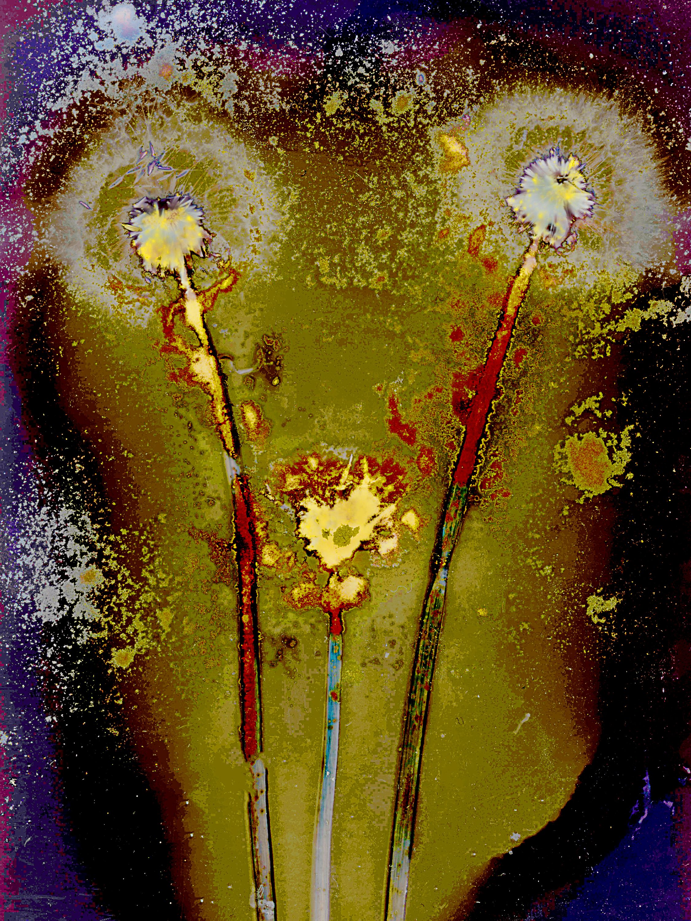 Lumen image with black point adjustment.  Sun exposed plants with turmeric, paprika, chili powder, and salt on photo paper. Lumen Manor 22