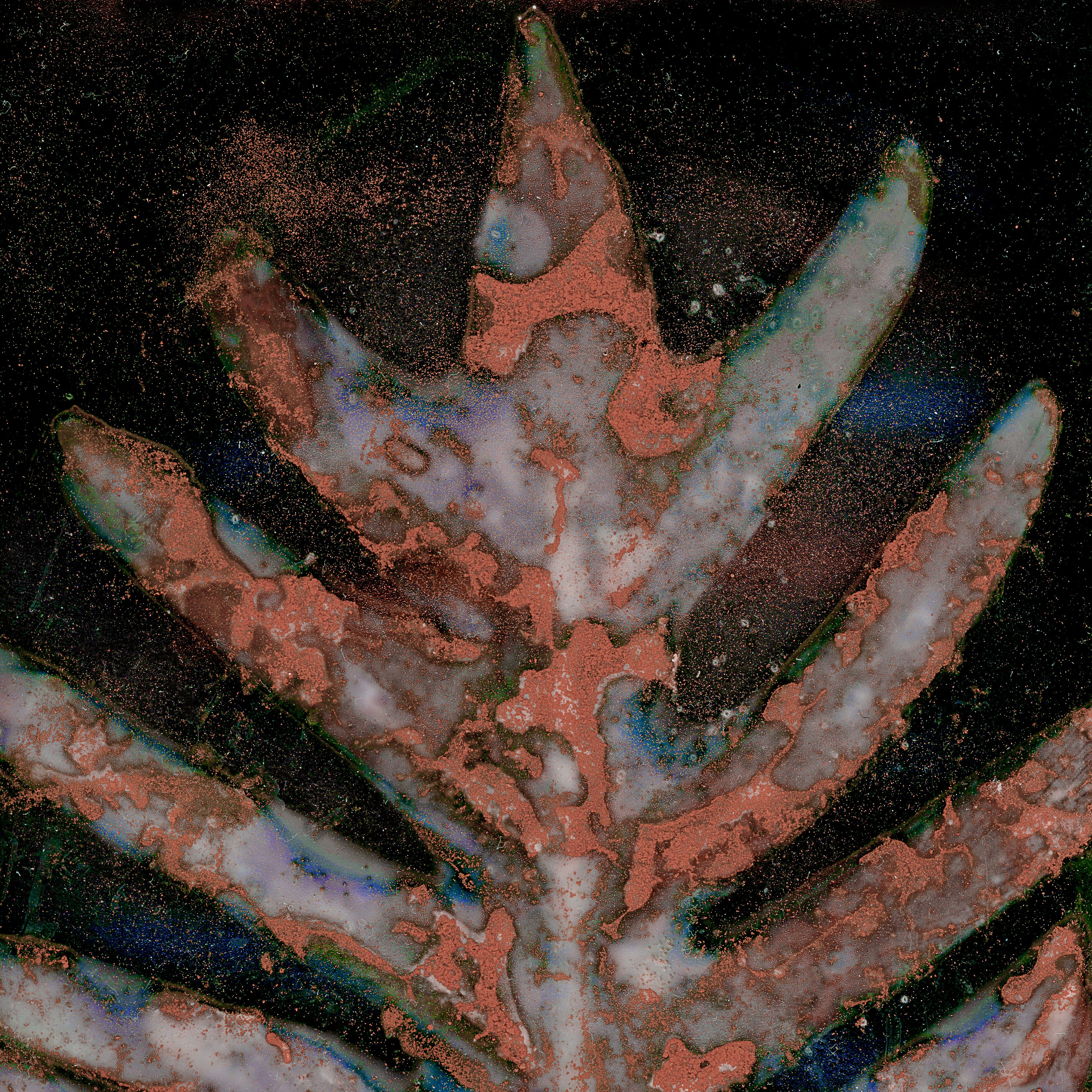 Leaves with Beetroot, Kelp, Salt and Paprika, printed on Aluminum •	Fossil Poetry: Lowcountry Lumens XII, Kingsland, Georgia