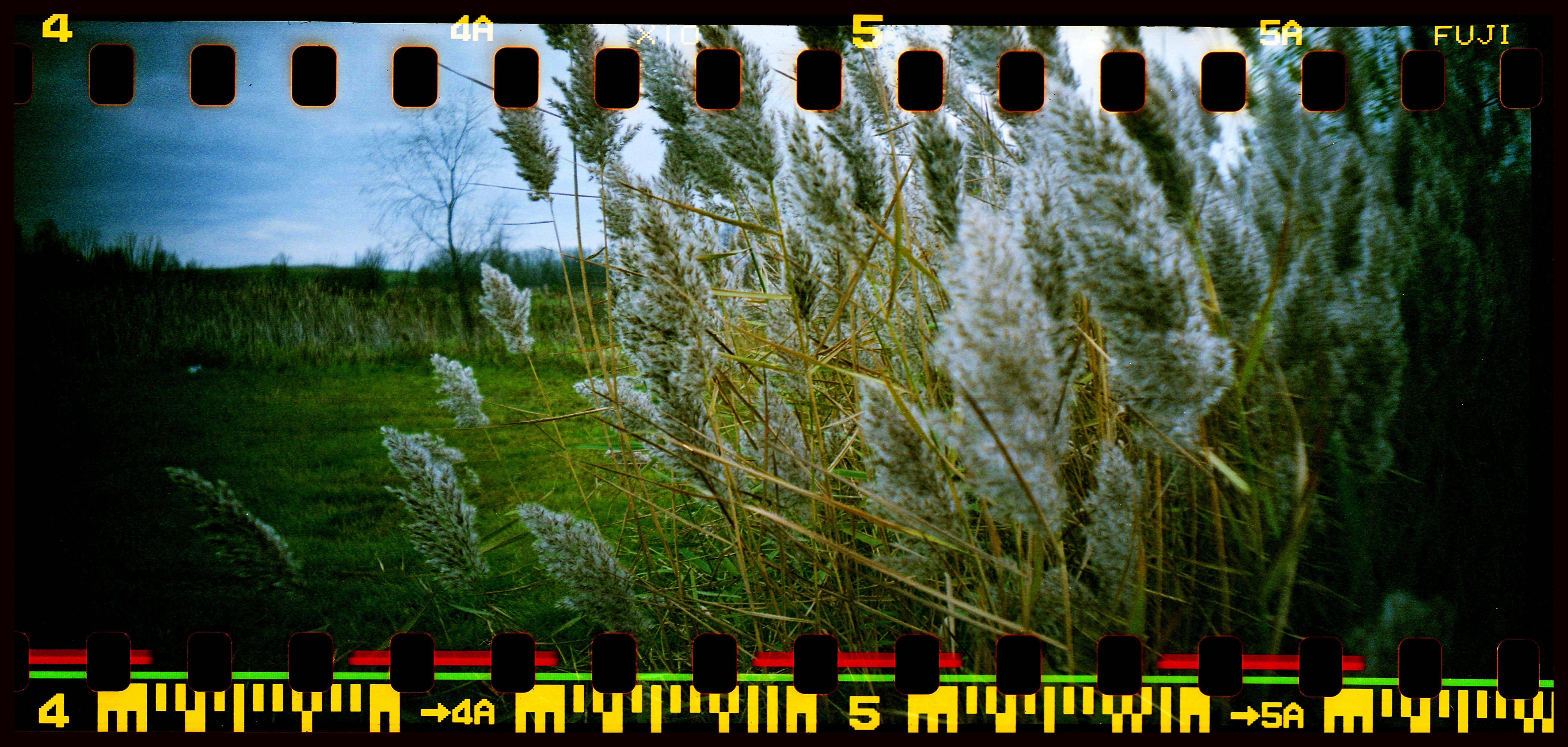 Eagle Marsh, Fort Wayne, IN Midwestern Foliage, Fort Wayne, IN