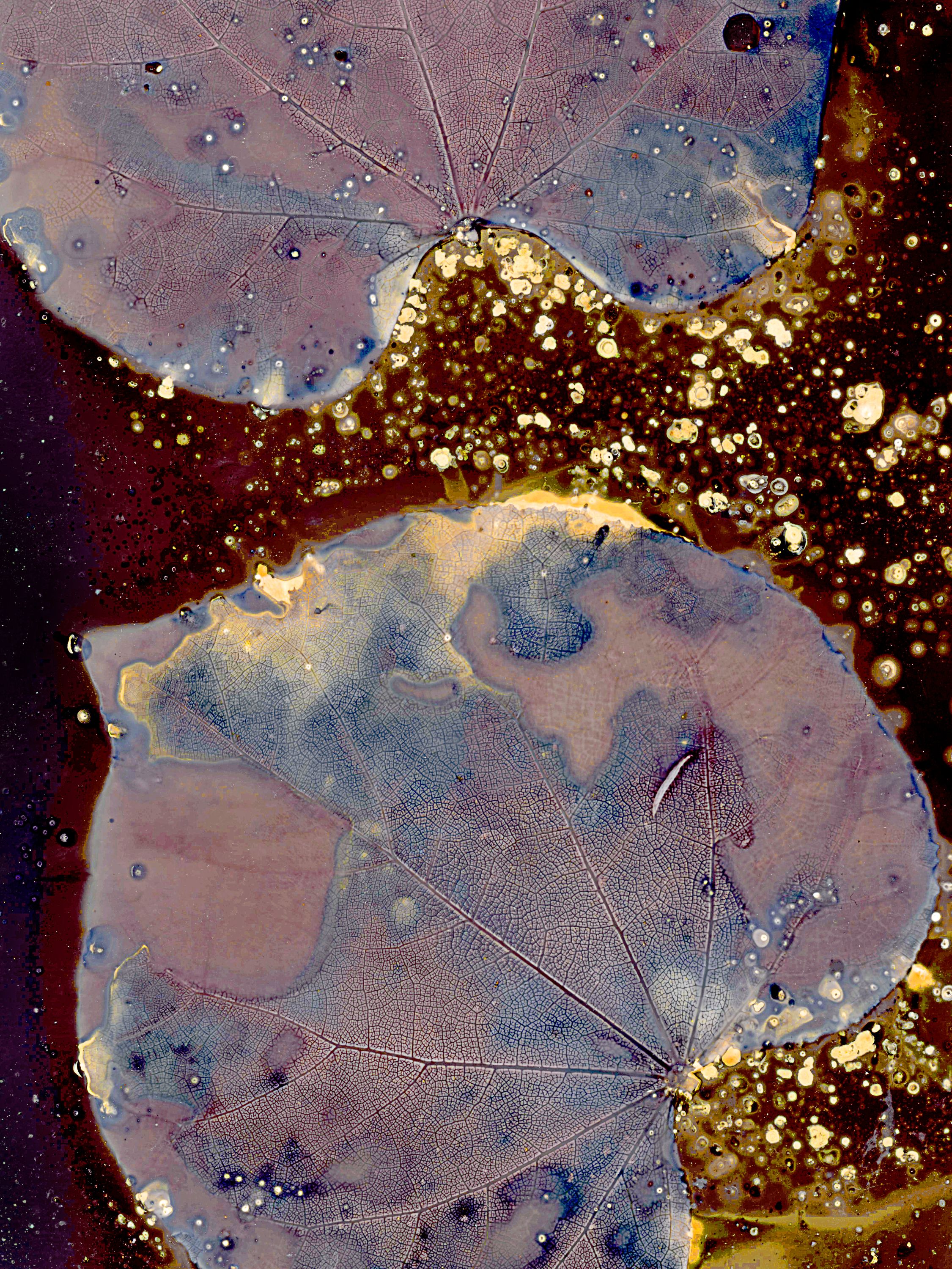 Lumen image with black point adjustment.  Sun exposed leaves with paprika, cinnamon, and salt on photo paper. Lumen Manor 24