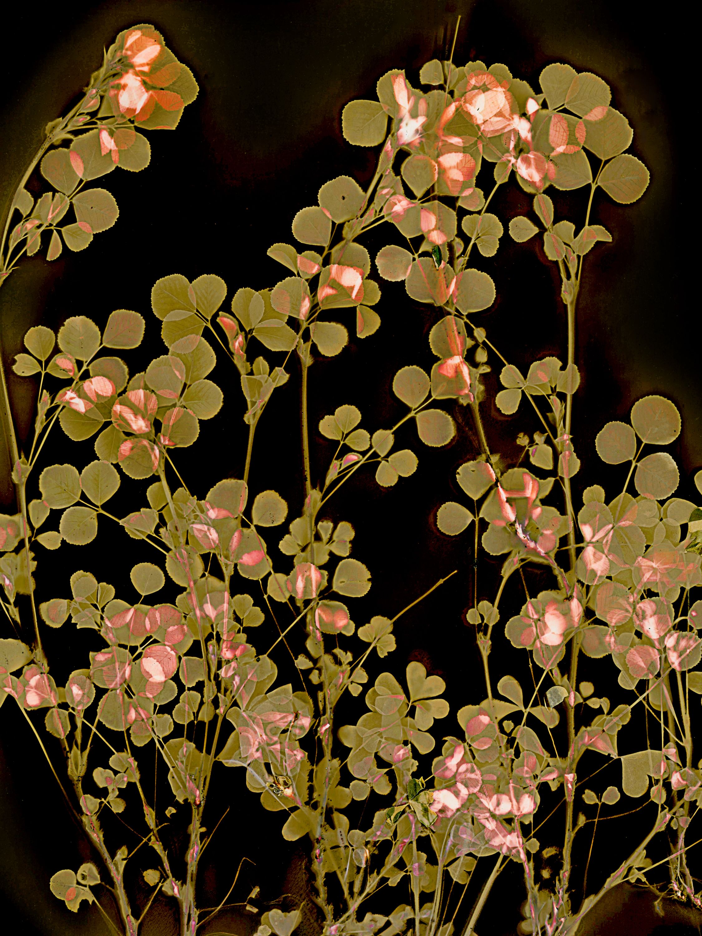 Lumen image with black point adjustment.  Sun exposed plants with  on photo paper. Lumen Manor 31