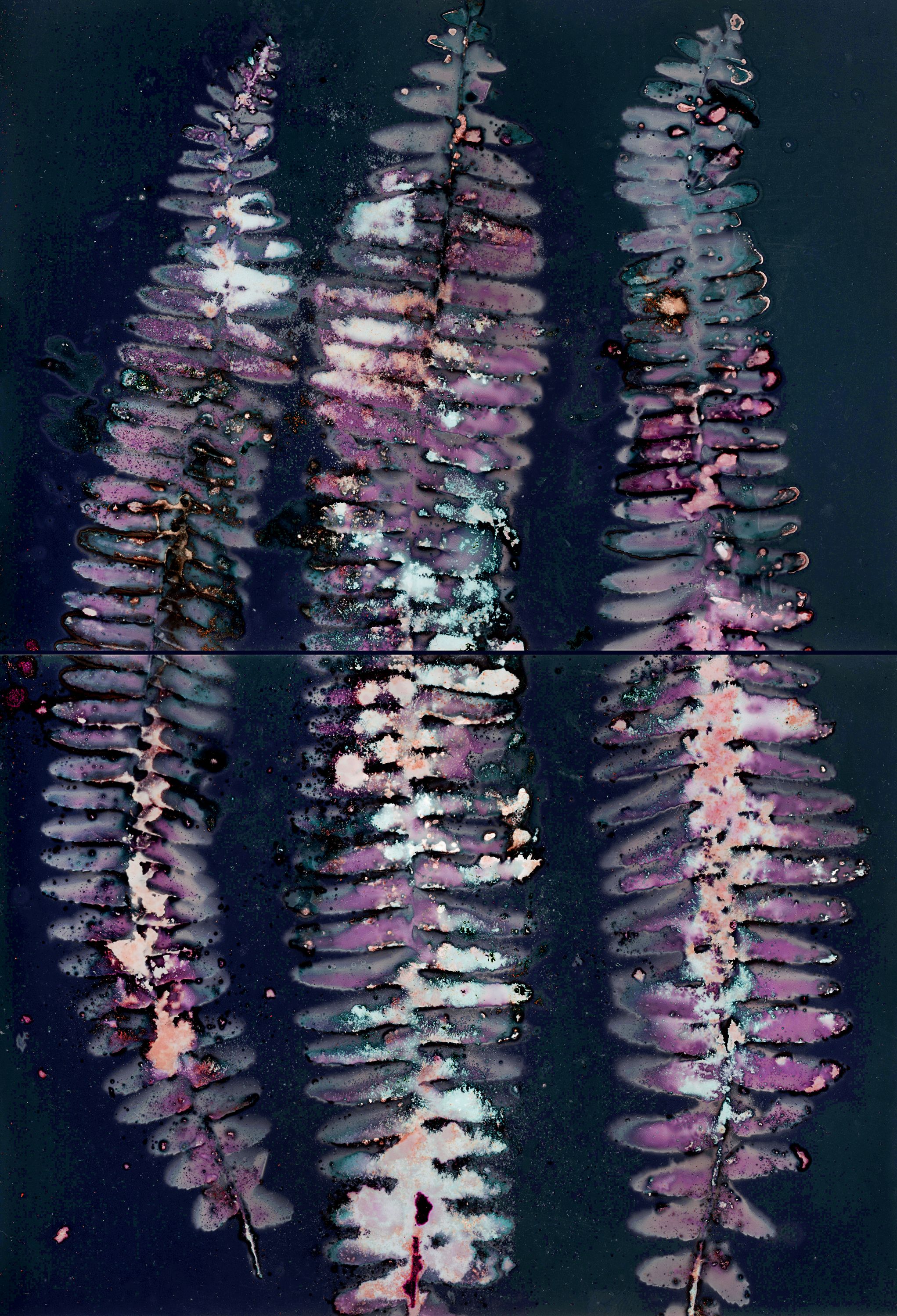 Ferns with Spirulina, Beetroot, Acai, and Iodine on Aluminum Fossil Poetry: Lowcountry Lumens XIV, Kingsland, Georgia