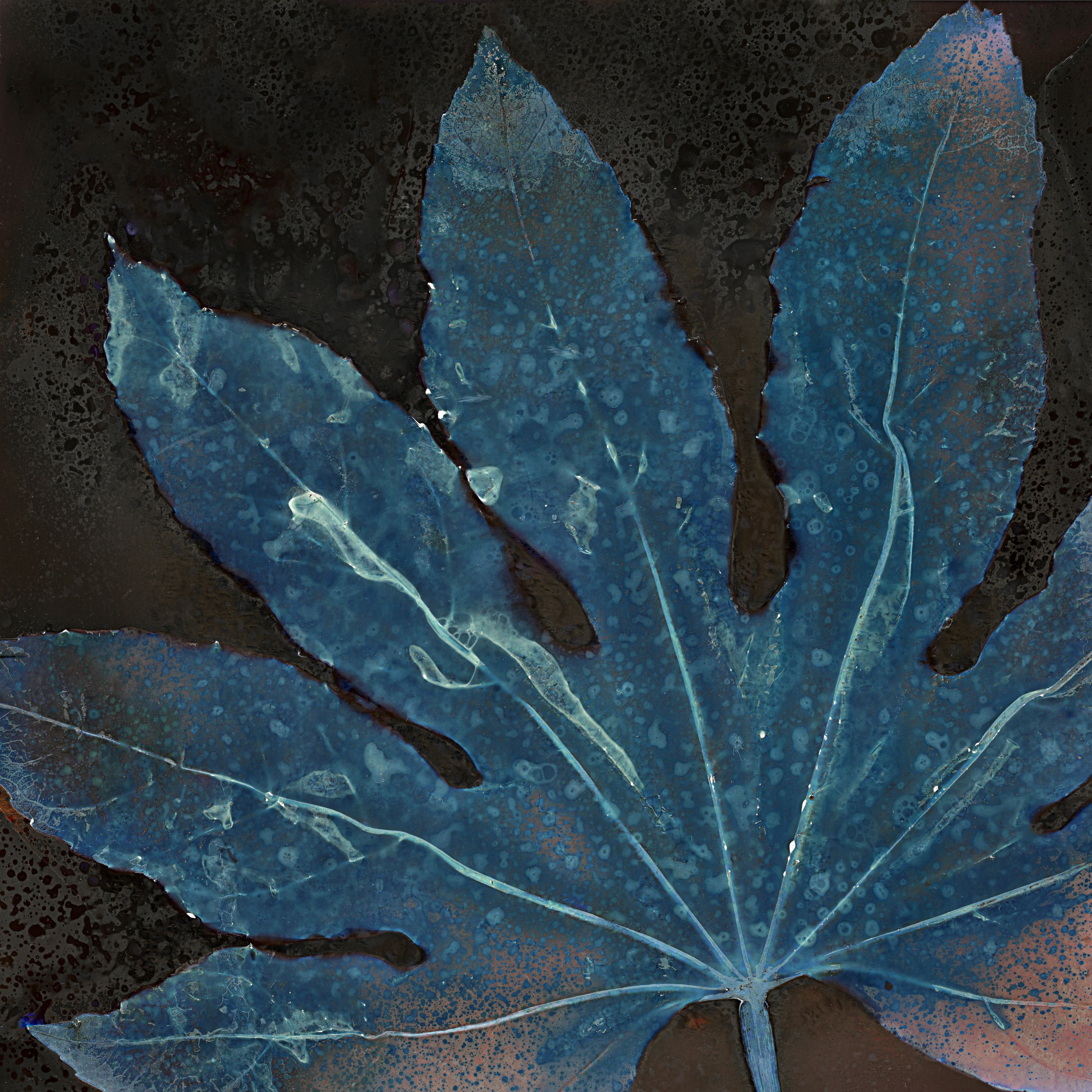 •	Fossil Poetry: South Porch Lumens CLXXVIII, Summerville, South Carolina