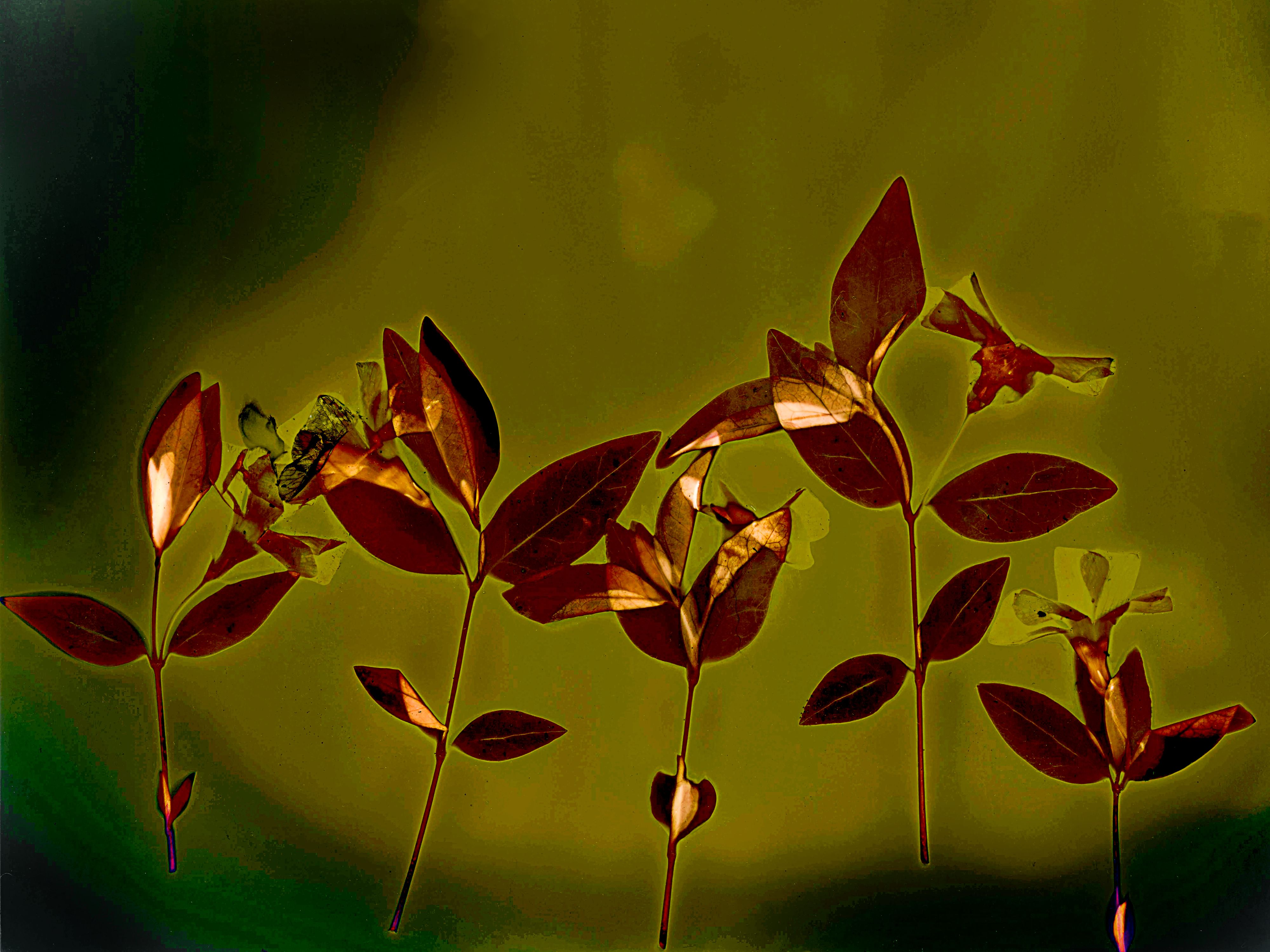 Lumen image with black point adjustment.  Sun exposed plants with turmeric on photo paper. Lumen Manor 36