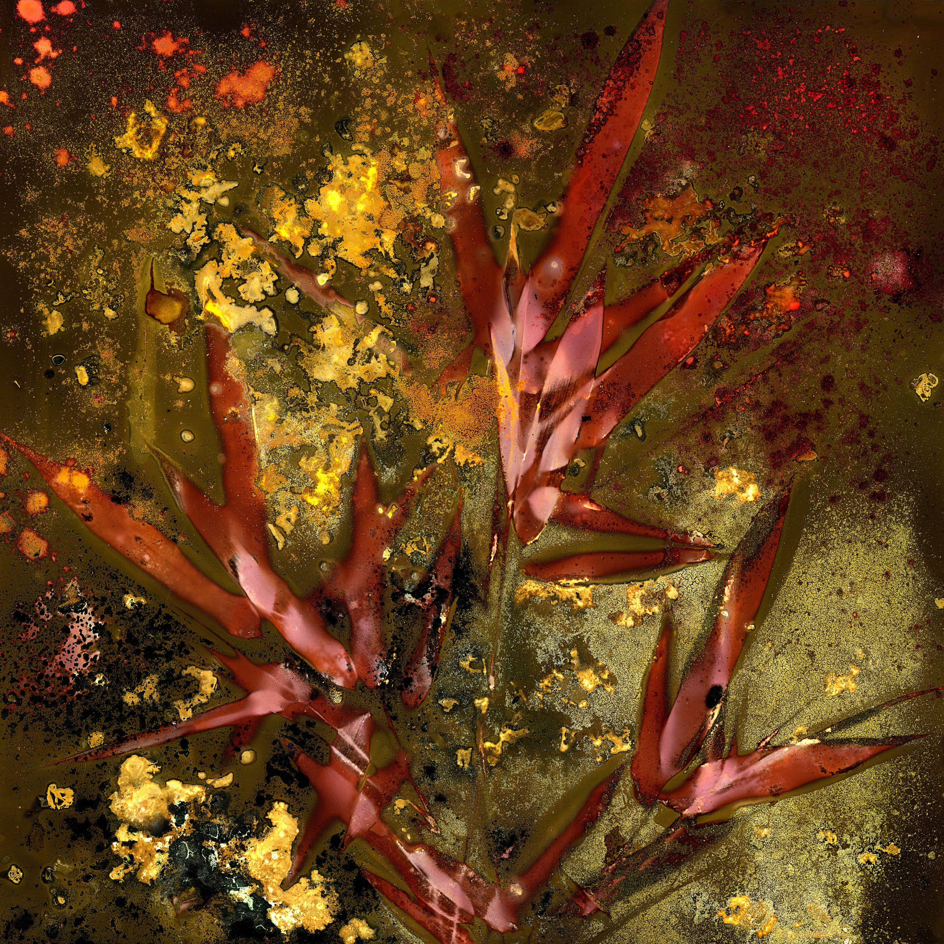 •	Fossil Poetry: South Porch Lumens, LIV, Summerville, South Carolina