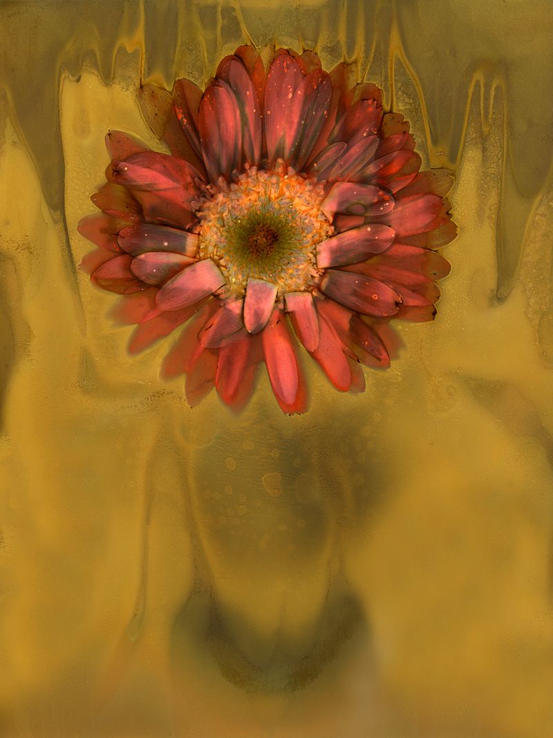Rooted in a deep reverence for her materials, Wade sees plants not merely as subjects but as collaborators. Indigenous botanist Robin Wall Kimmerer describes plants as “animated, living beings,” who “breathe, dance, and preen.” This understanding shapes her approach, allowing Wade to engage with plants as active participants in the creative process rather than passive materials. Lumen prints, created by exposing organic materials directly onto black and white photography paper and exposed in the sun, embrace the unpredictable alchemy of light, time, and chemistry. Each print is a conversation between the ephemeral and the permanent. The everyday pigments added, the ghostly imprints left behind, and the shifting hues reflect the delicate traces of time, like drifting memories. Fossil Poetry: South Porch Lumens CXXXIII, Summerville, South Carolina