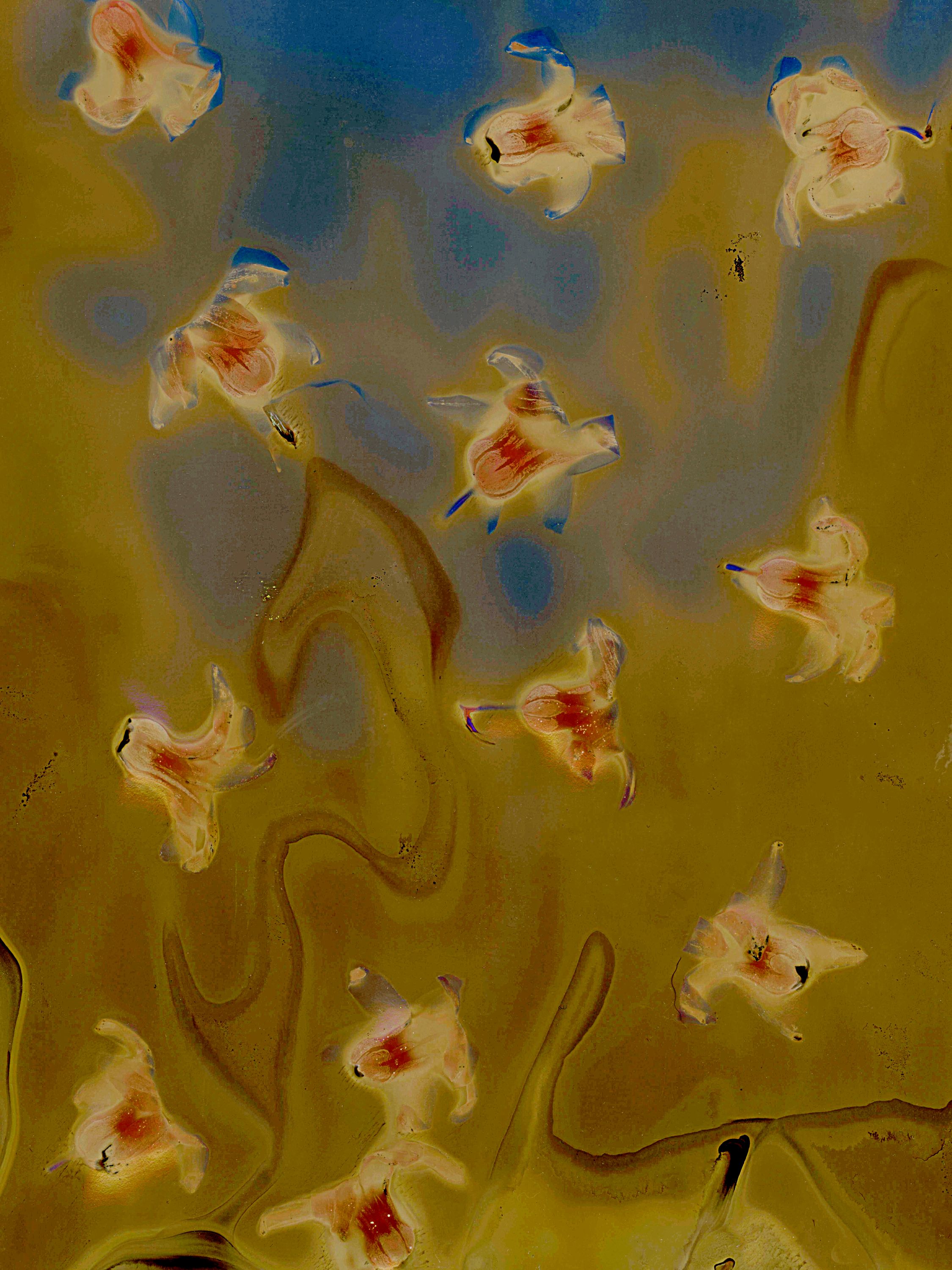 Lumen image with black point adjustment.  Sun exposed flowers on photo paper. Lumen Manor 38