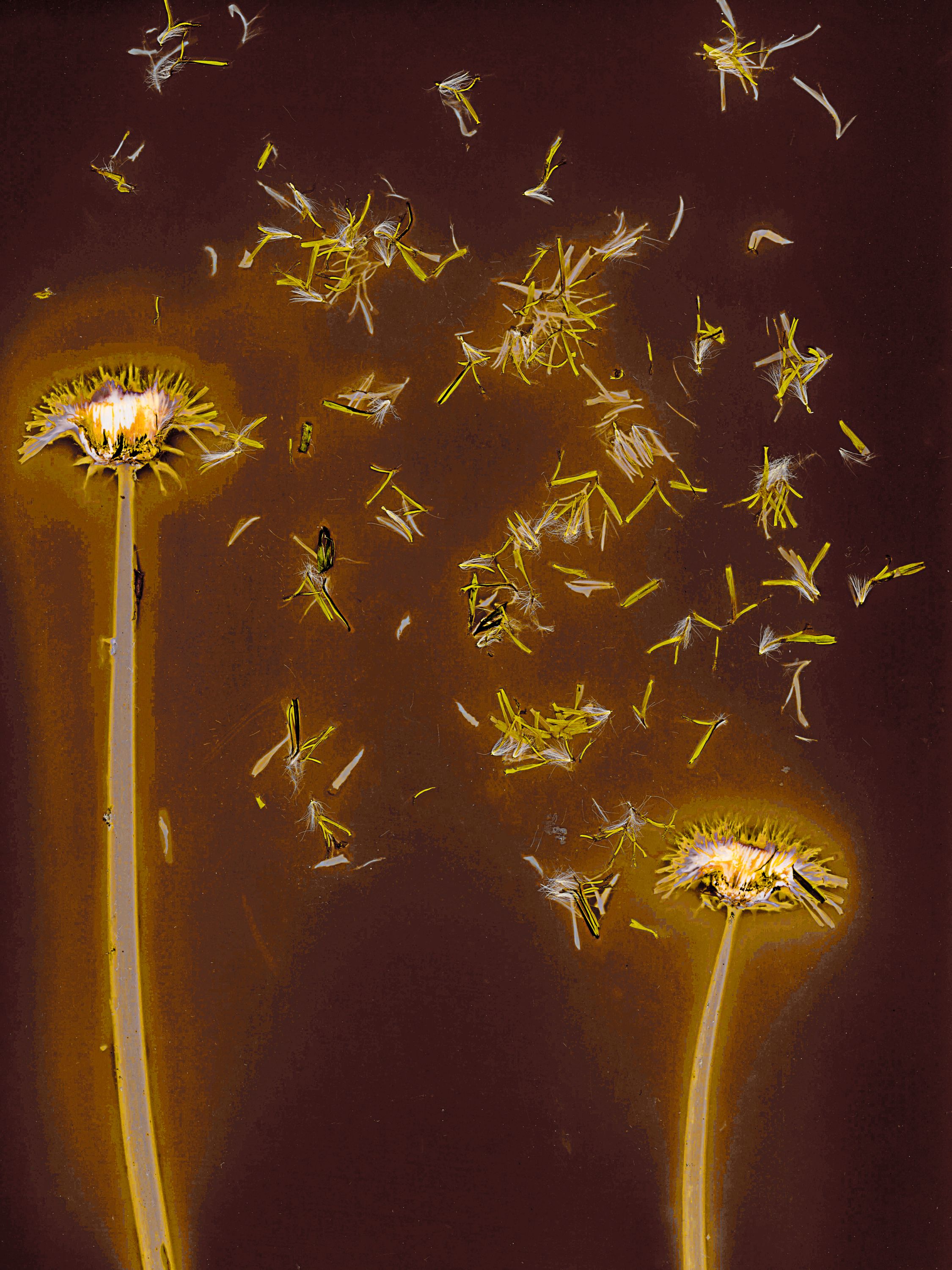 Lumen image with black point adjustment.  Sun exposed plants with turmeric and salt on photo paper. Lumen Manor 32