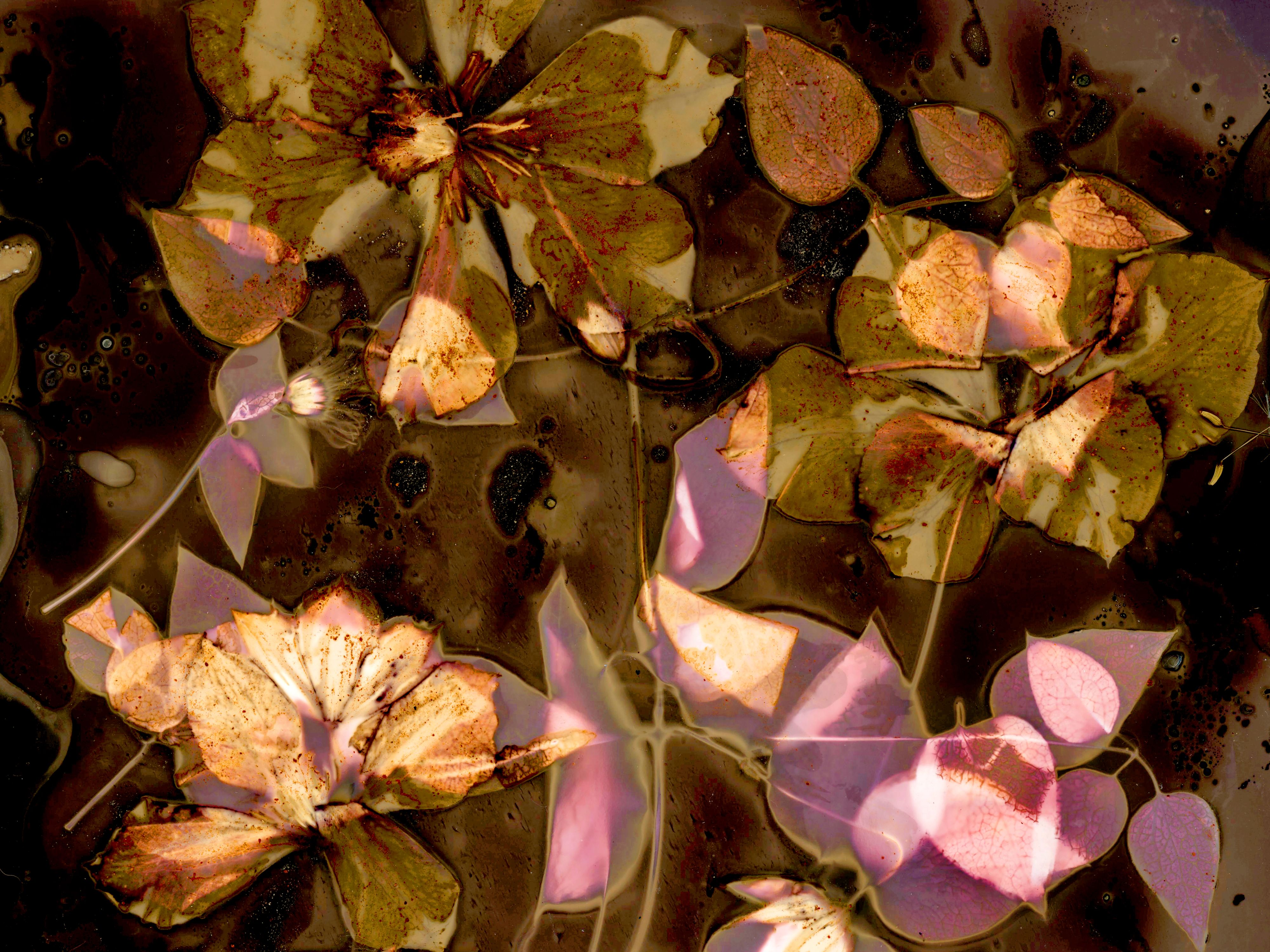 Lumen image with black point adjustment.  Sun exposed flowers with chili powder and paprika on photo paper. Lumen Manor 39