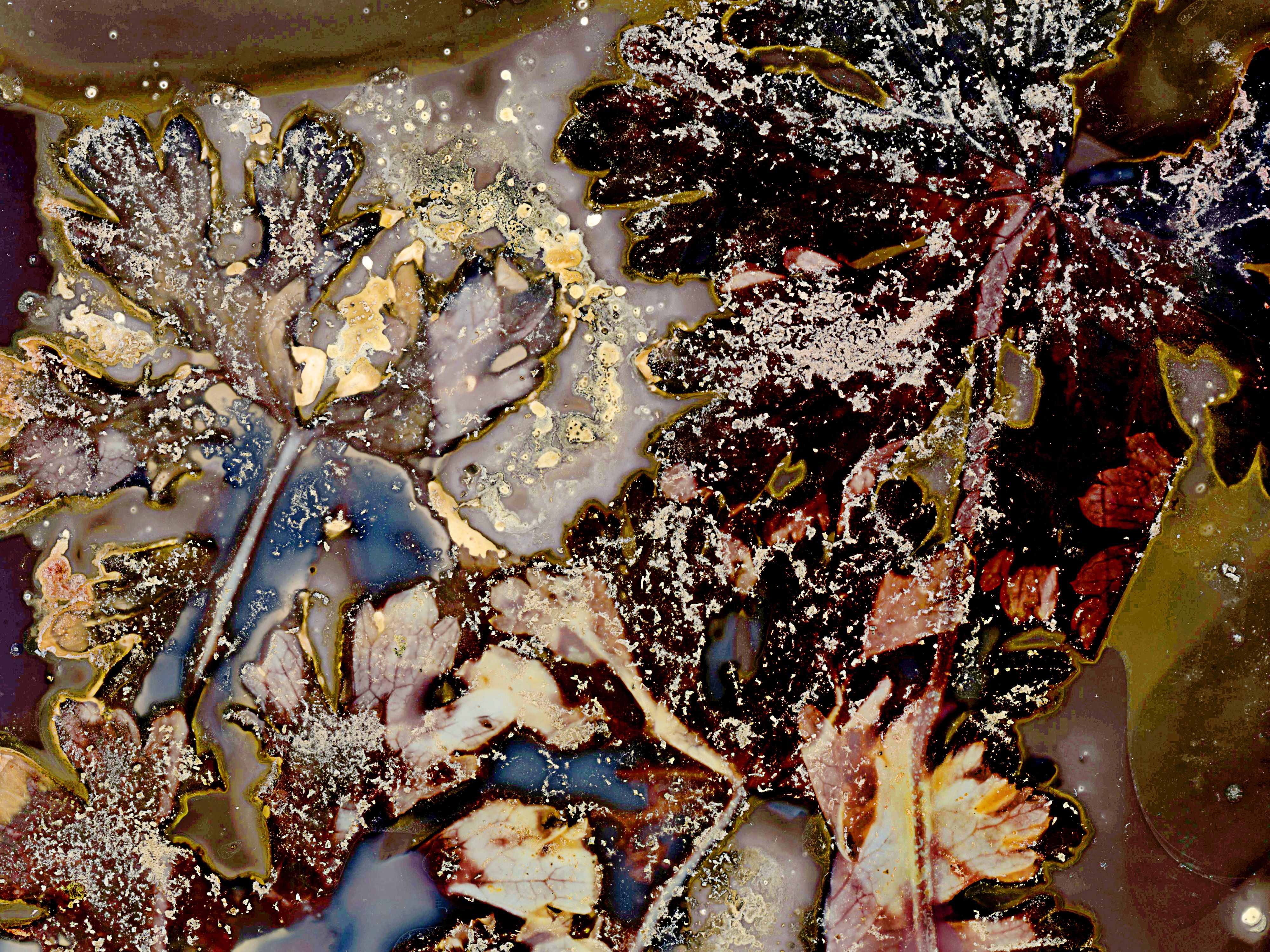 Lumen image with black point adjustment.  Sun exposed plants with turmeric, paprika, saffron, and salt on photo paper. Lumen Manor 41a