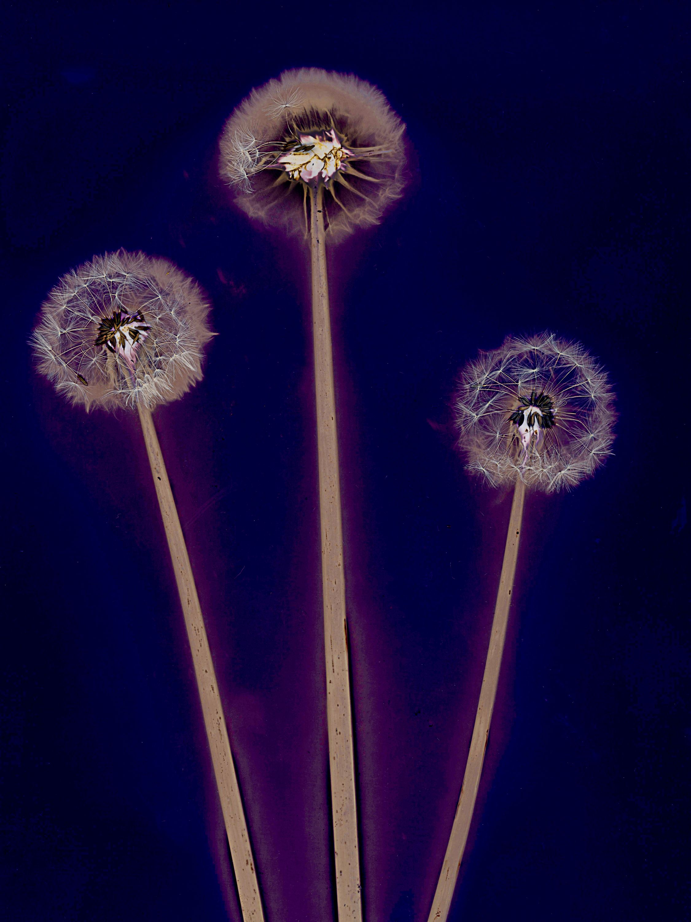 Lumen image with black point adjustment.  Sun exposed plants  on photo paper. Lumen Manor 33