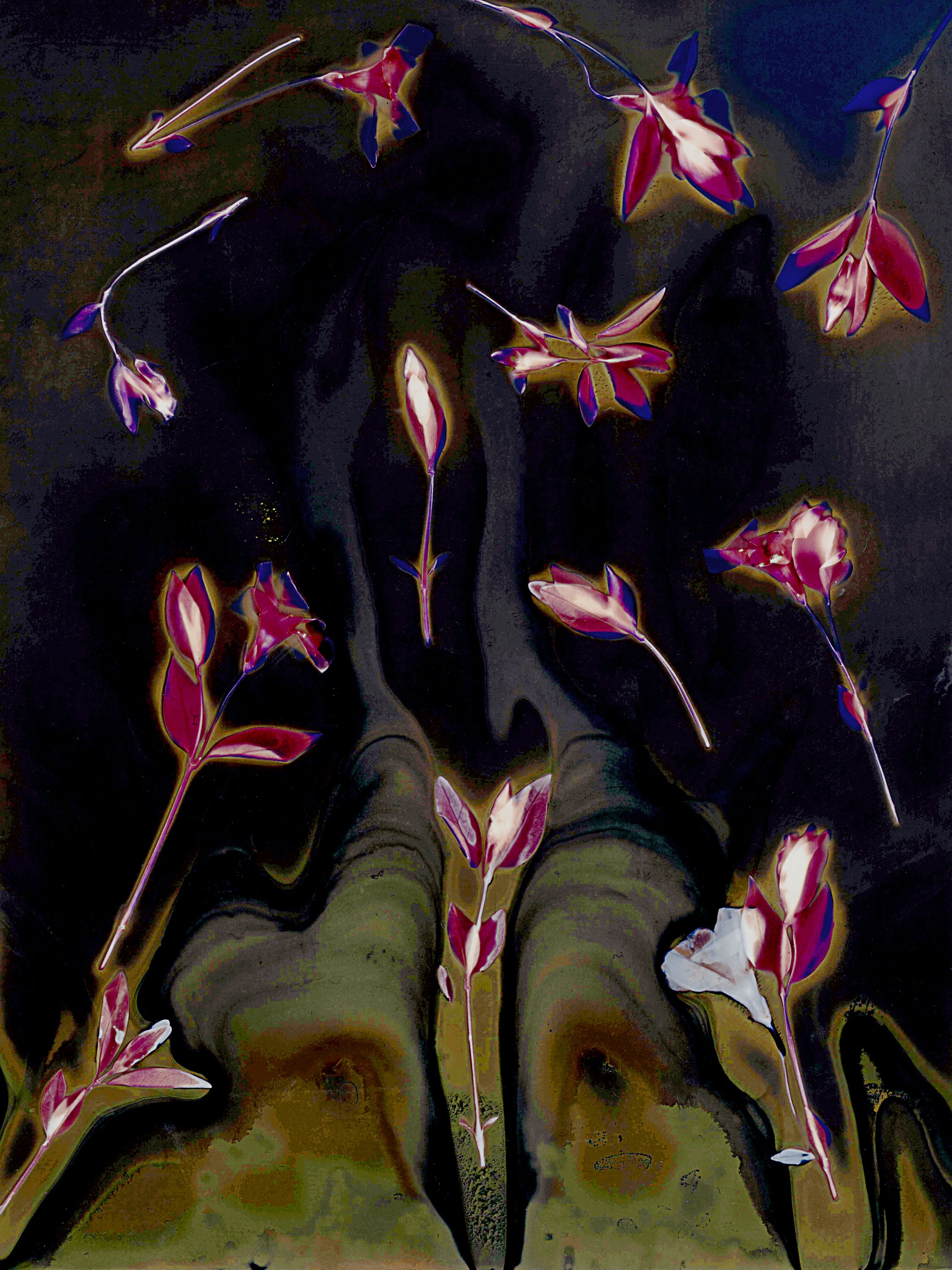 Lumen image with black point adjustment.  Sun exposed plants with beetroot and cinnamon on photo paper. Lumen Manor 37