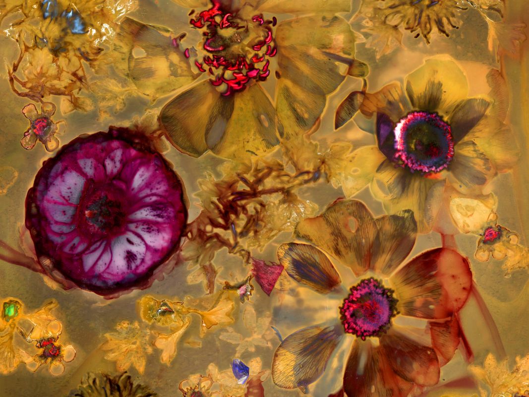 Rooted in a deep reverence for her materials, Wade sees plants not merely as subjects but as collaborators. Indigenous botanist Robin Wall Kimmerer describes plants as “animated, living beings,” who “breathe, dance, and preen.” This understanding shapes her approach, allowing Wade to engage with plants as active participants in the creative process rather than passive materials. Lumen prints, created by exposing organic materials directly onto black and white photography paper and exposed in the sun, embrace the unpredictable alchemy of light, time, and chemistry. Each print is a conversation between the ephemeral and the permanent. The everyday pigments added, the ghostly imprints left behind, and the shifting hues reflect the delicate traces of time, like drifting memories. Fossil Poetry: South Porch Lumens, XLVI, Summerville, South Carolina