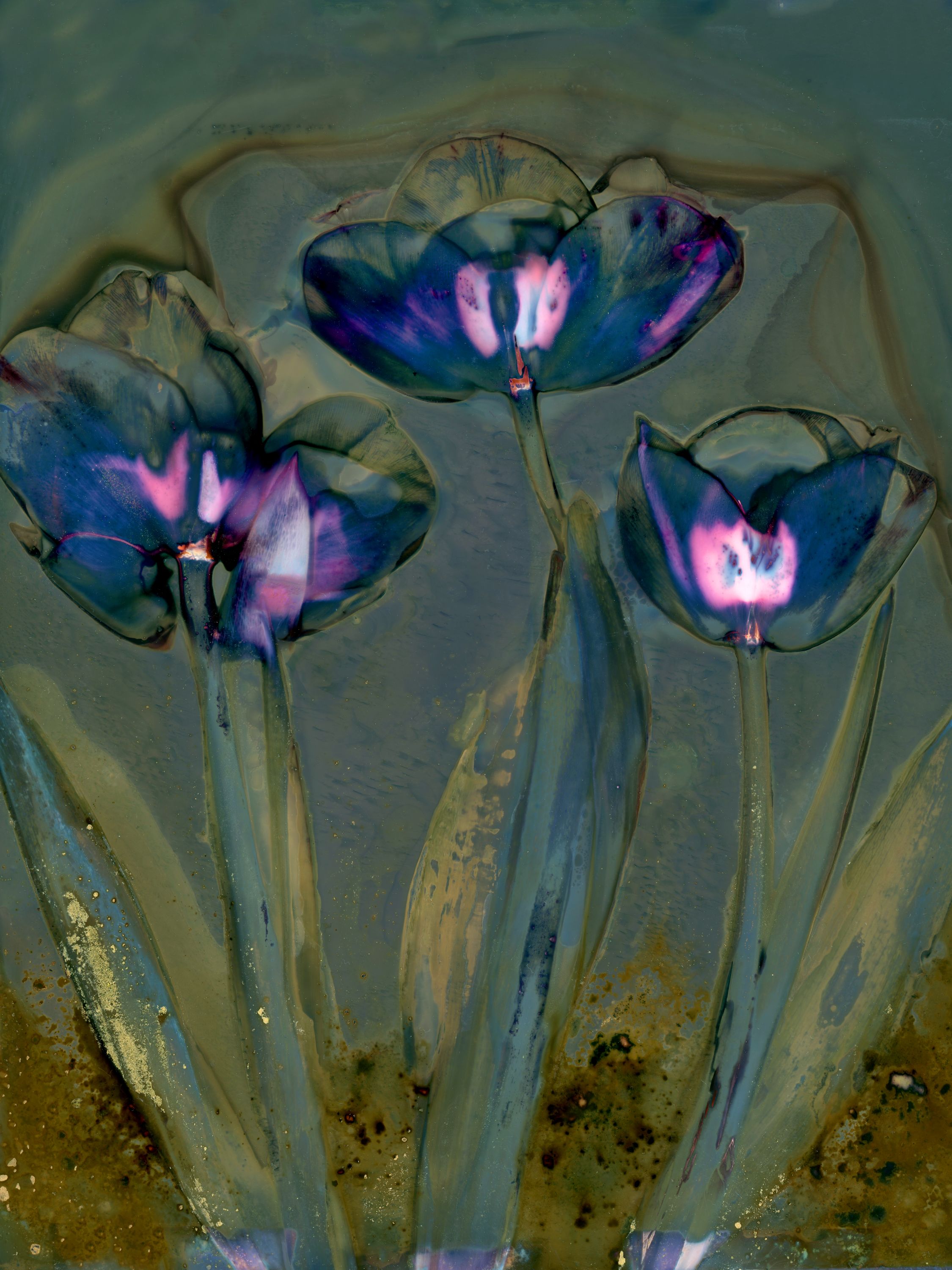 •	Fossil Poetry: South Porch Lumens CLXXXIII, Summerville, South Carolina