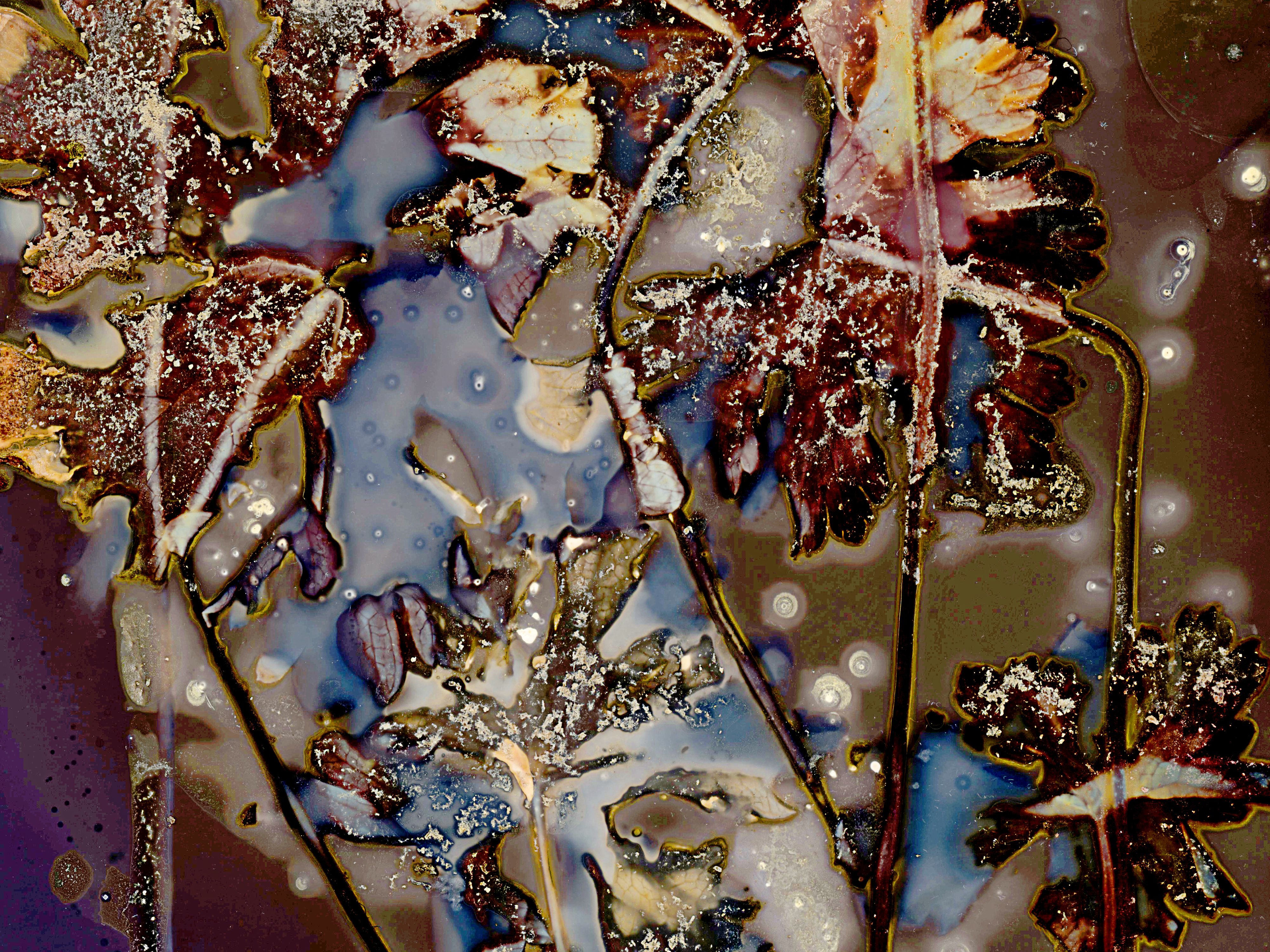 Lumen image with black point adjustment.  Sun exposed plants with turmeric, paprika, saffron, and salt on photo paper. Lumen Manor 41b