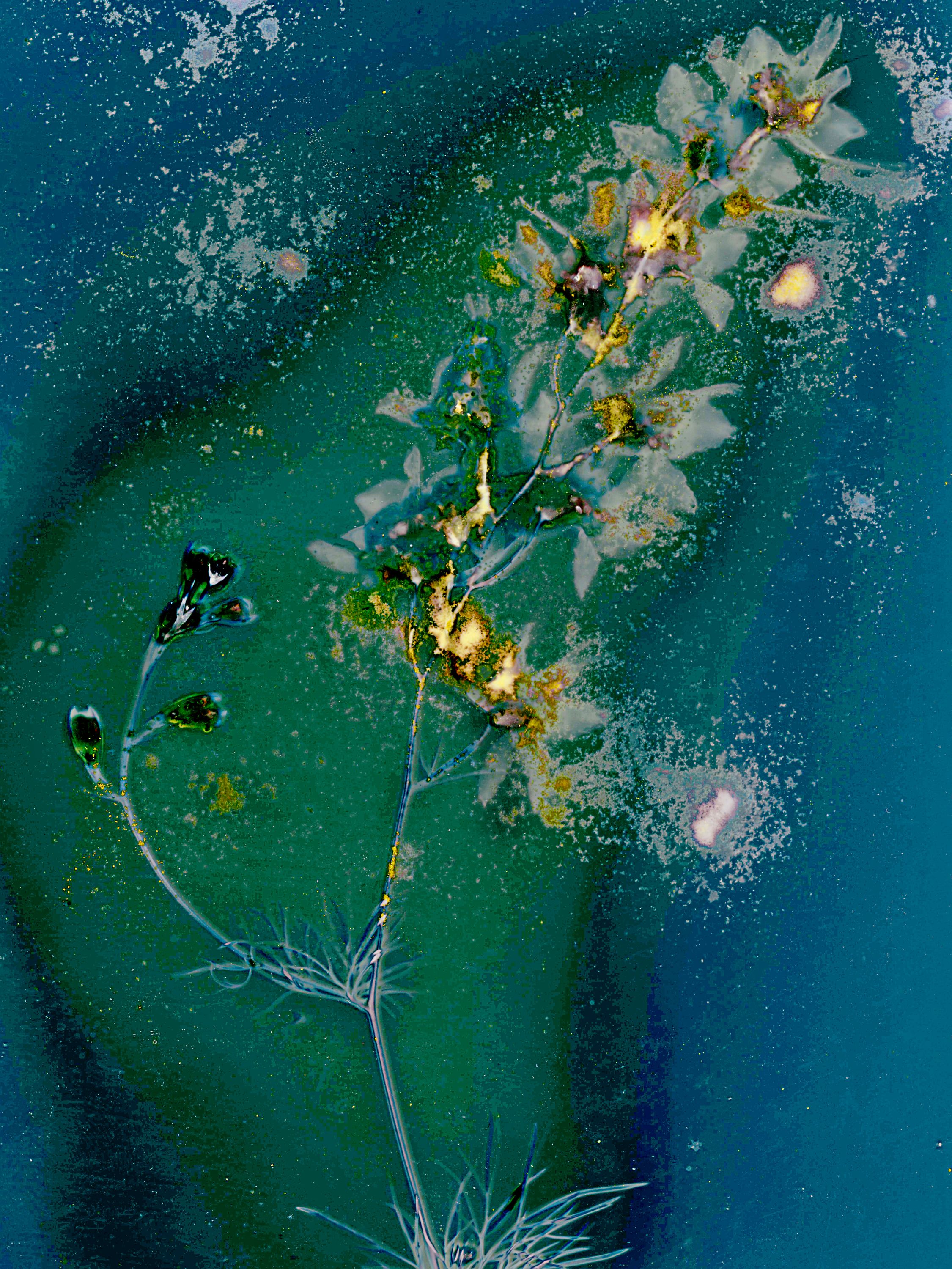Lumen image with black point adjustment.  Sun exposed plants with turmeric, spirulina, and salt on photo paper. Lumen Manor 27