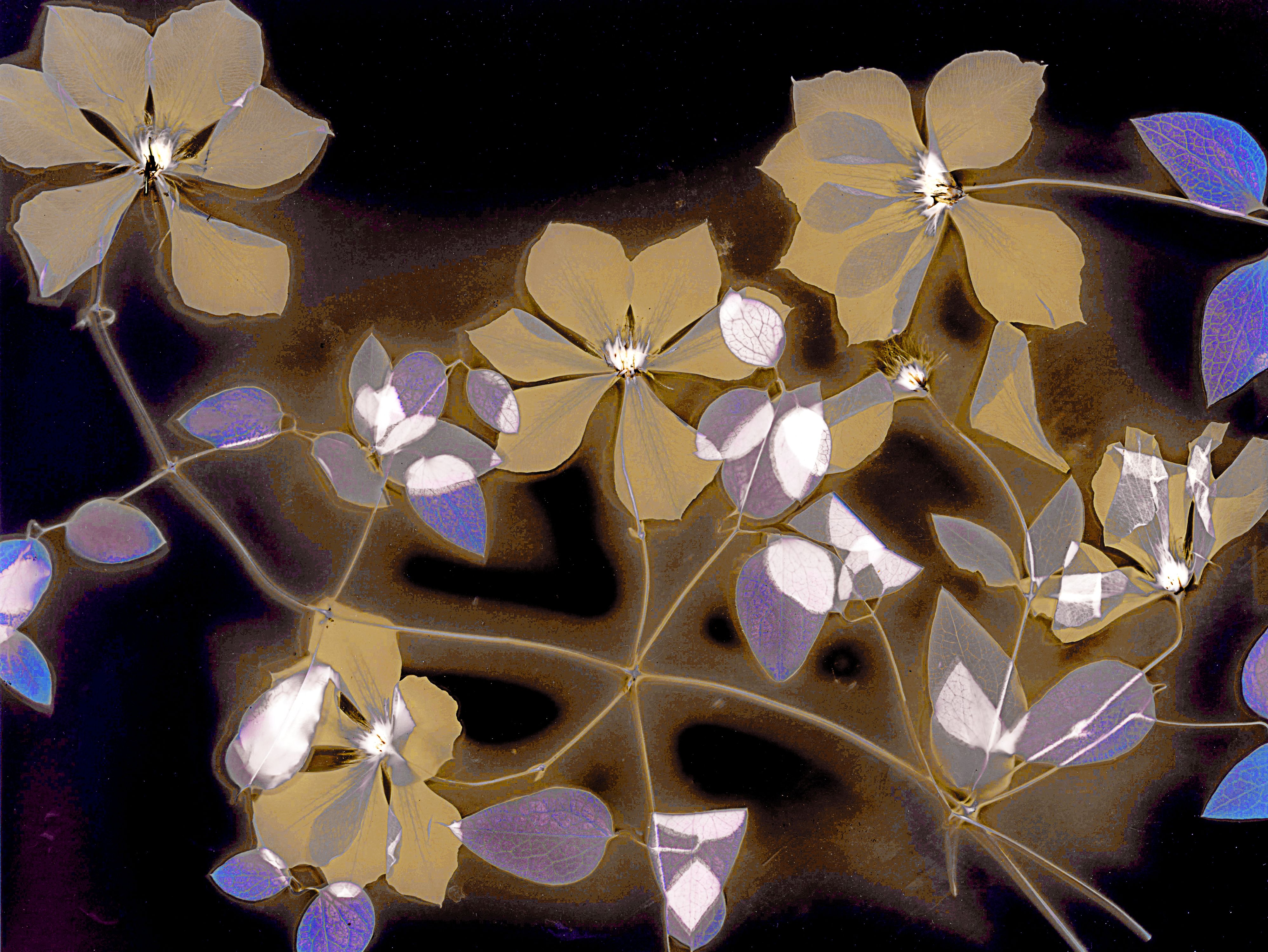 Lumen image with black point adjustment.  Sun exposed flowers with  saffron and salt on photo paper. Lumen Manor 30