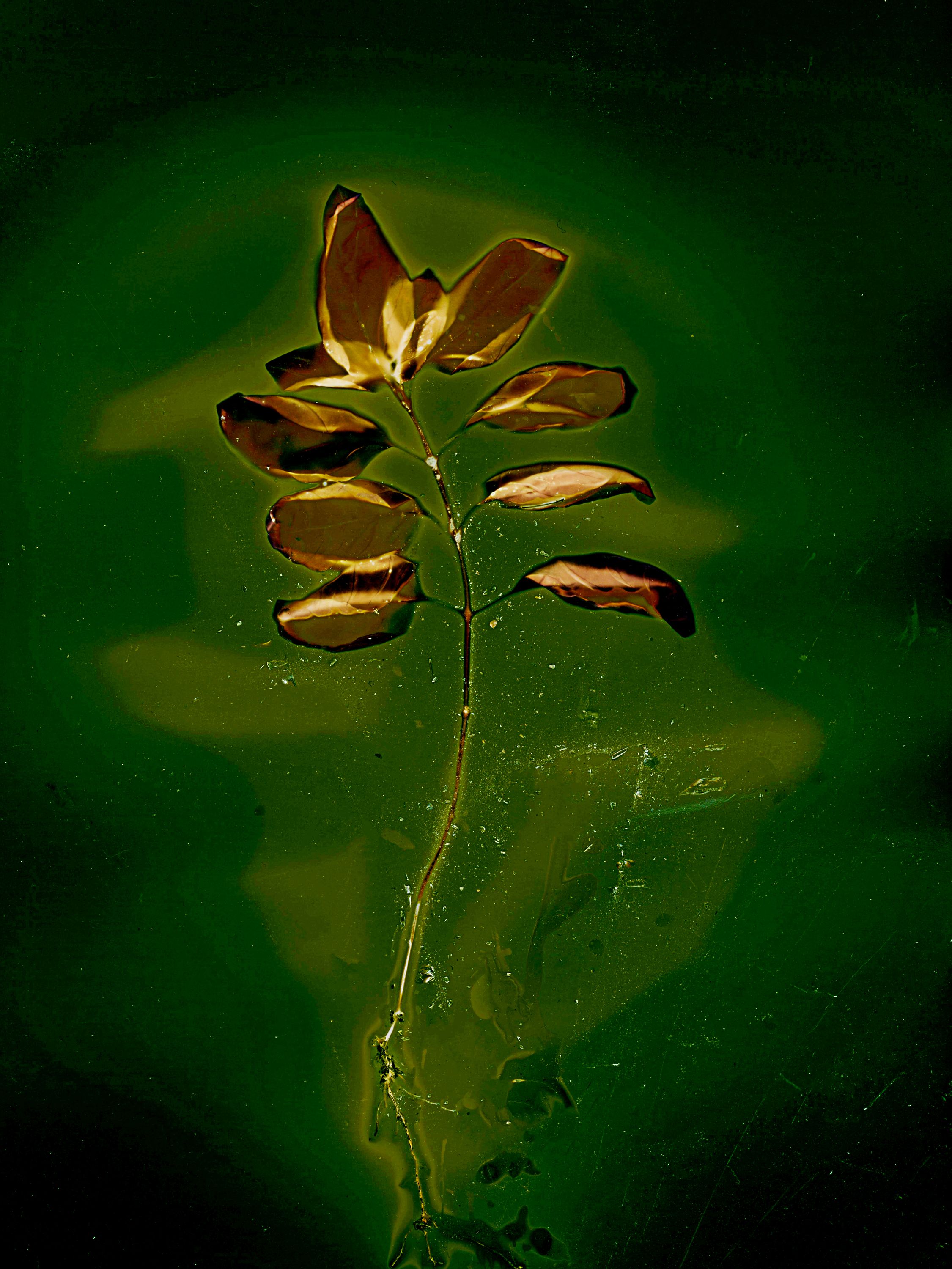 Lumen image with black point adjustment. Sun exposed leaves with turmeric, paprika, and salt on photo paper. Lumen Manor 20