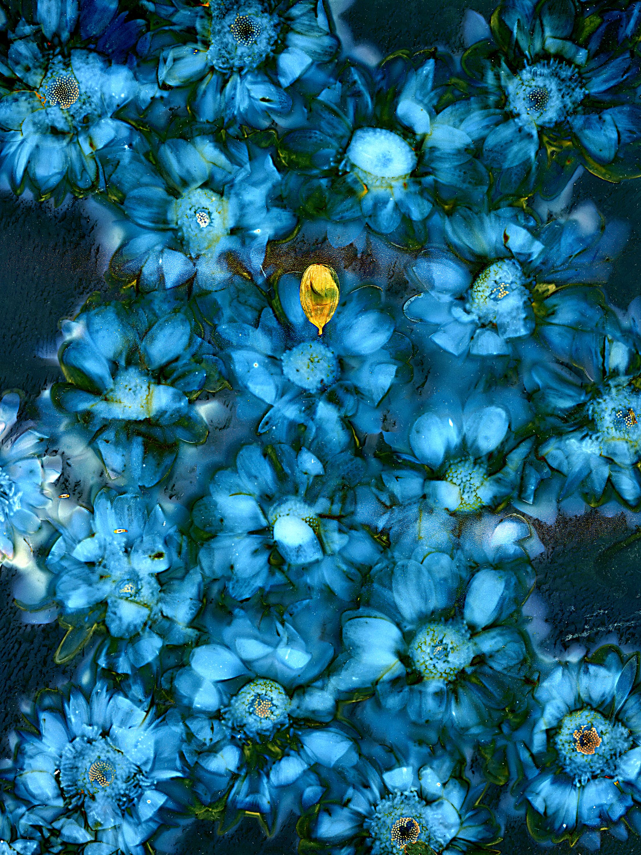 •	Fossil Poetry: South Porch Lumens CLXXXIII, Summerville, South Carolina