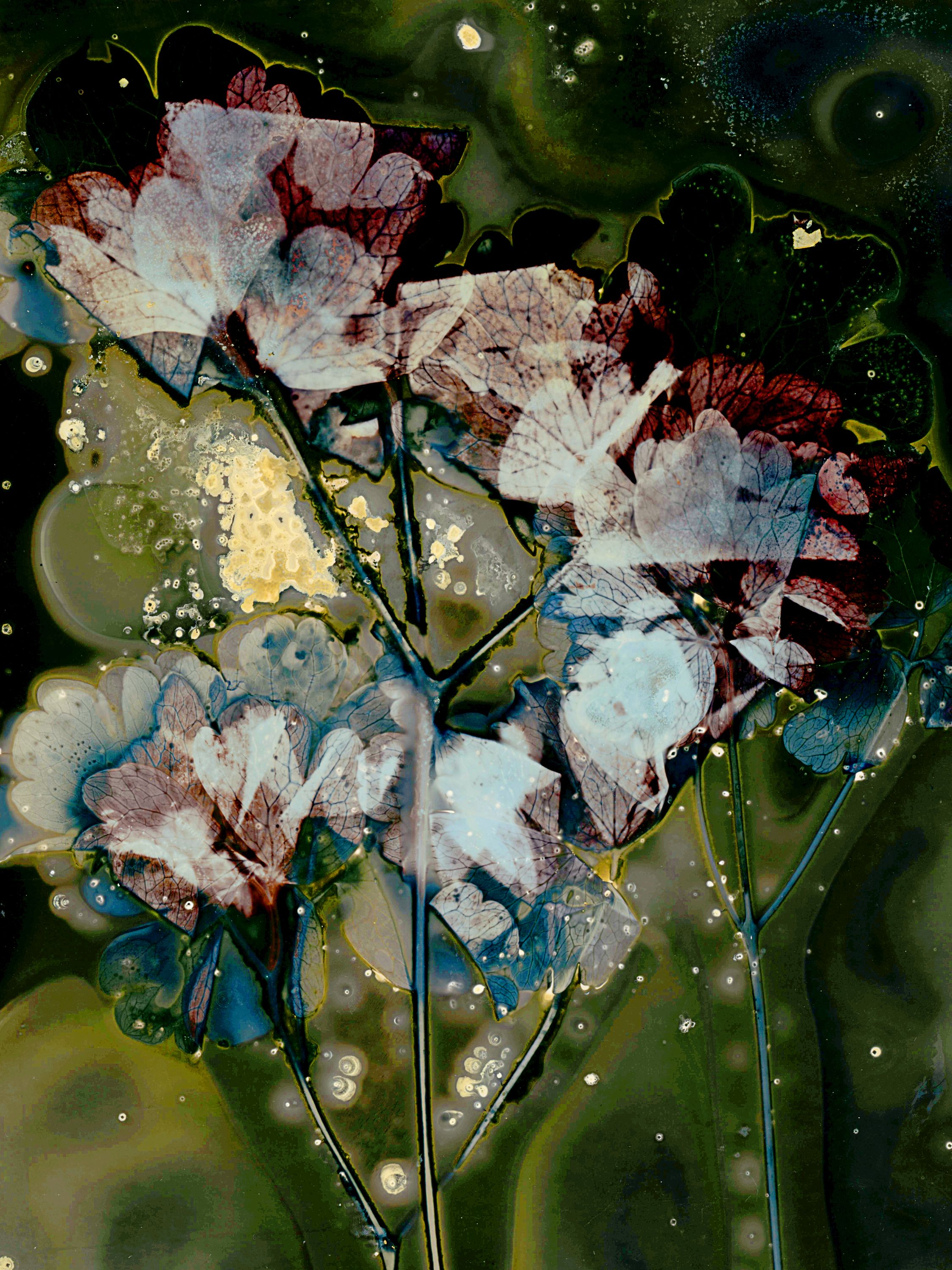 Lumen image with black point adjustment.  Sun exposed flowers with  paprika, spirulina, and salt on photo paper. Lumen Manor 06