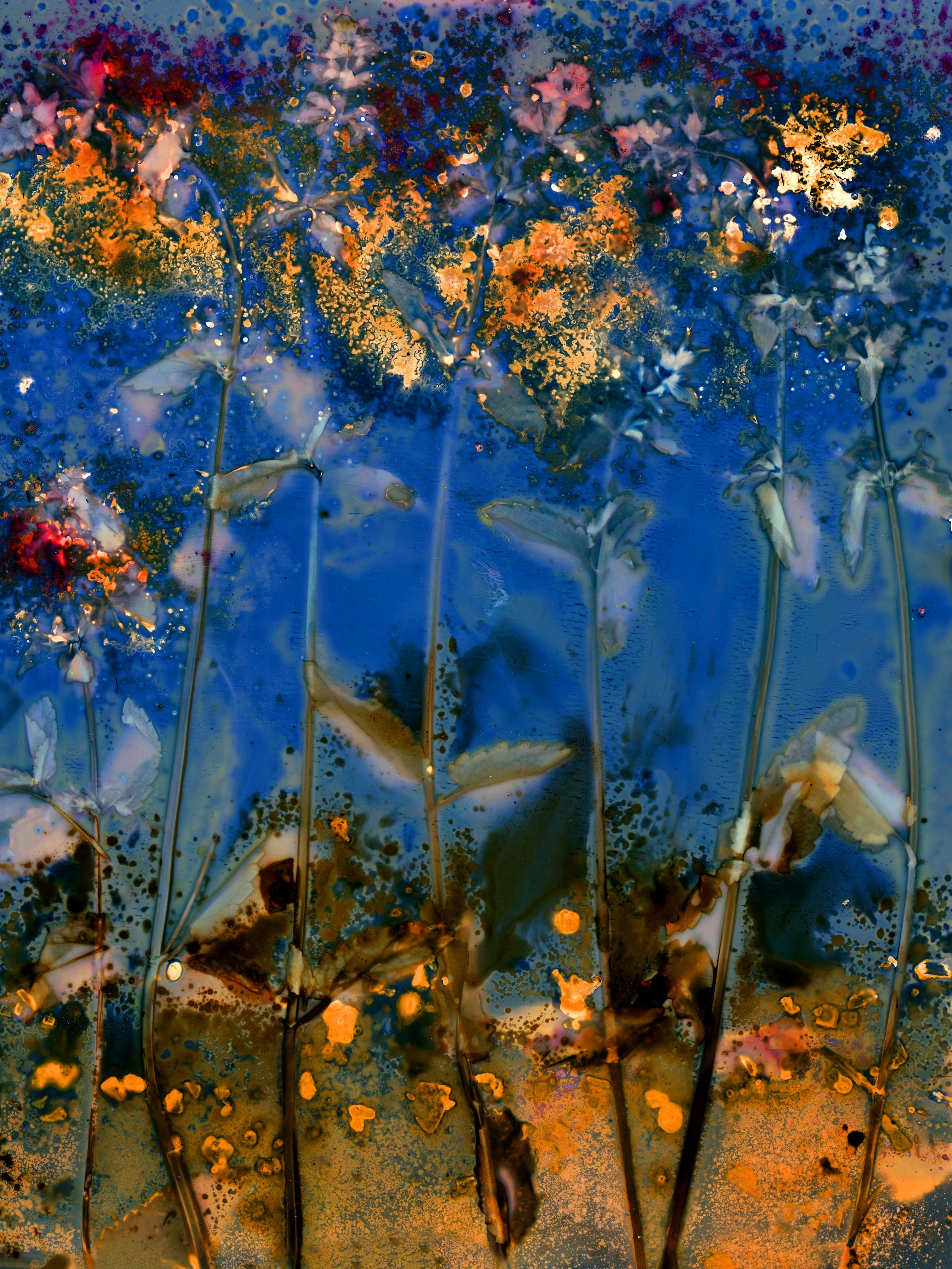 •	Fossil Poetry: South Porch Lumens, LXXVIII, Summerville, South Carolina