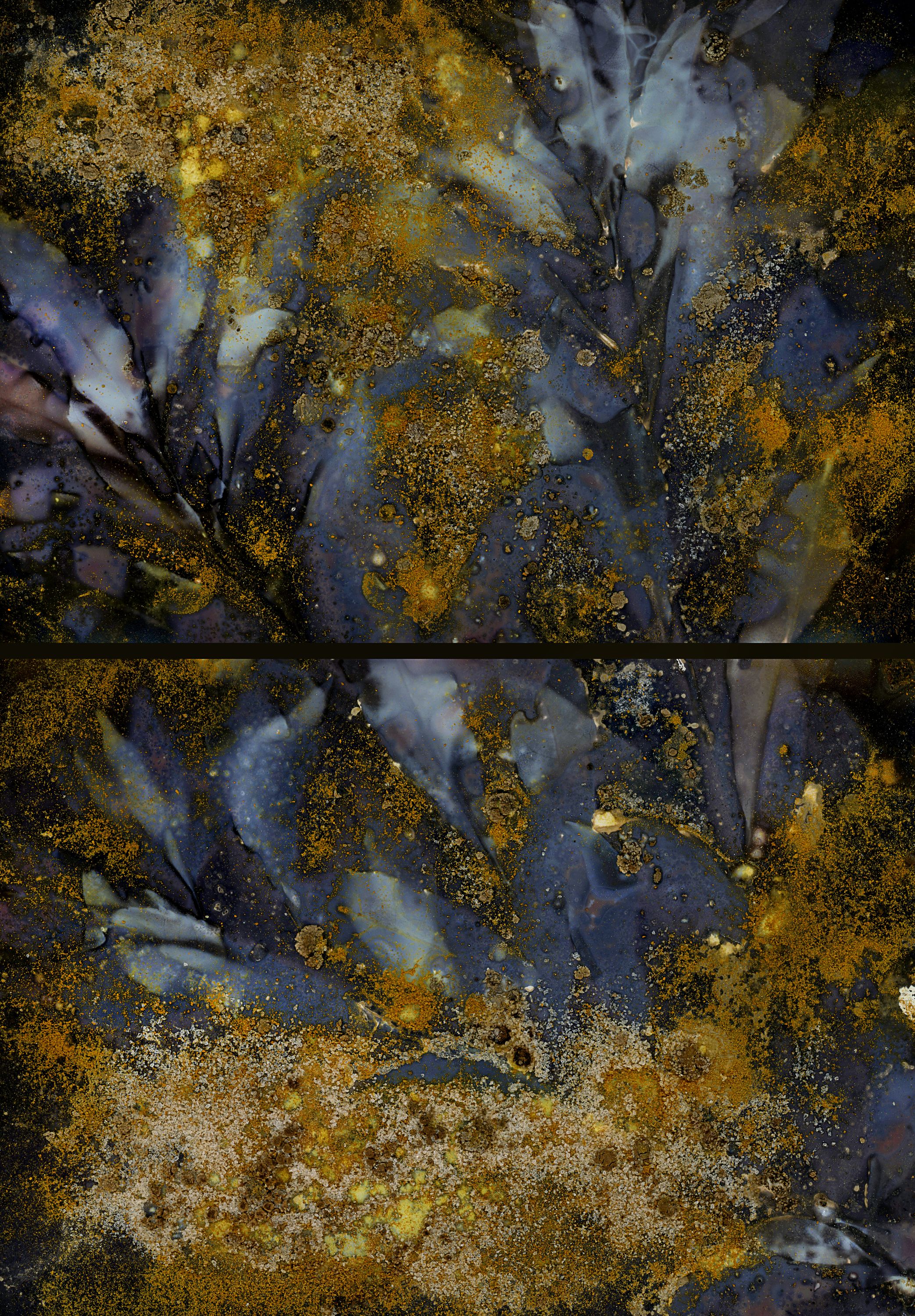 Branches with Salt, Spirulina, and Turmeric on Black and White Photo Paper and printed on Aluminum Fossil Poetry: Lowcountry Lumens I, Kingsland, Georgia