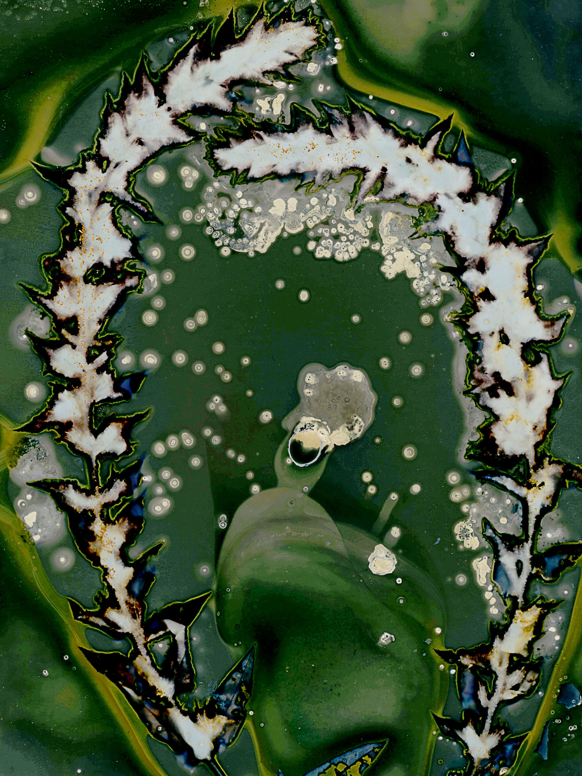 Lumen image with black point adjustment.  Sun exposed plants with turmeric, saffron, and salt on photo paper. Lumen Manor 10