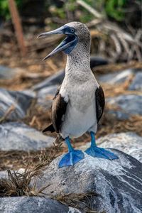 Blue Footed Booby,Galapgos Island