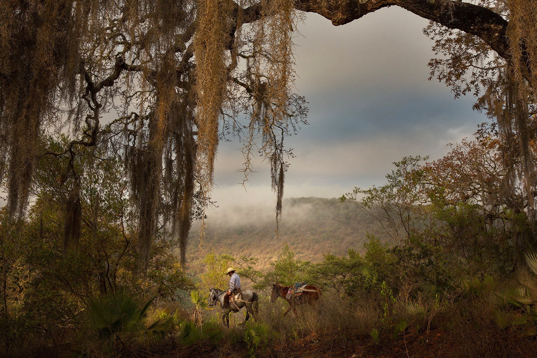 Outside the town of Ixcatlán, in Oaxaca, Mexico, a mezcalero travels to a remote valley to harvest Tobalá agave.  He'll return to his palenque and bake the piñas in an horno, ferment the baked piñas, and distill the tepache to produce mezcal.