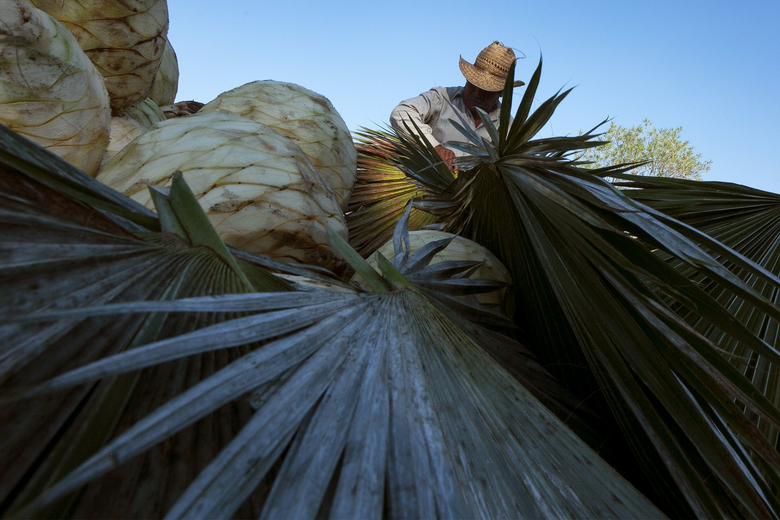 Mezcalero in Oaxaca preparing to bake hearts of agave.