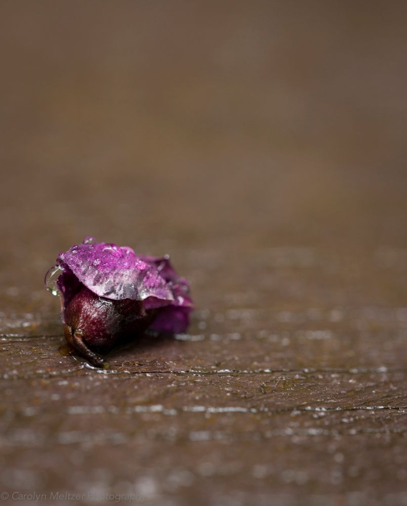 1in_the_rain