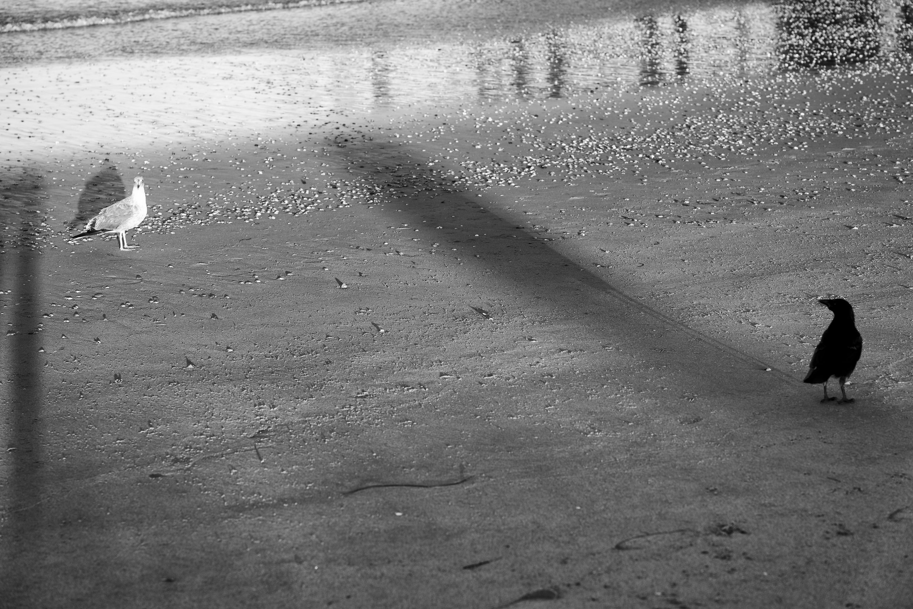 Black and white-.jpg